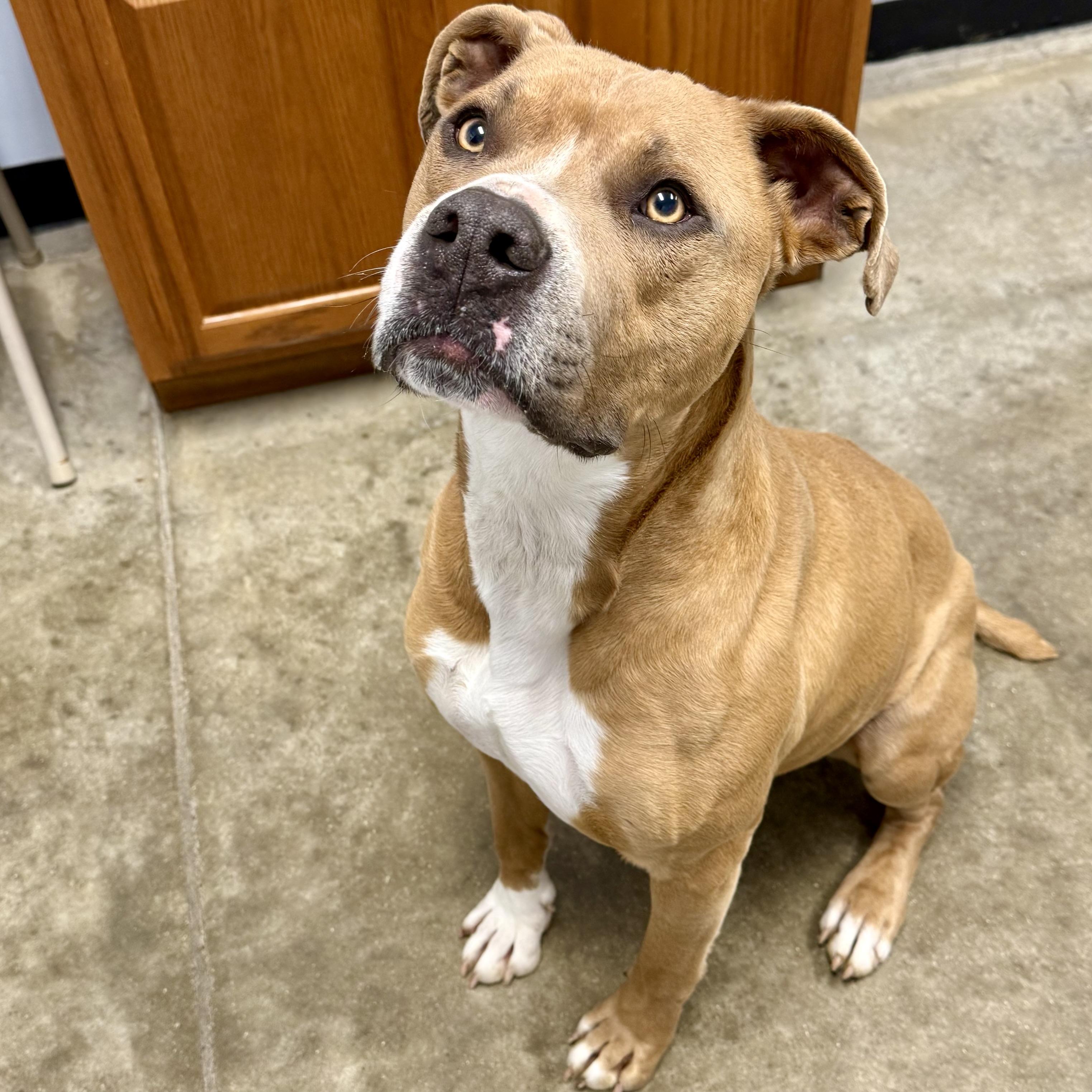 ROCKY, a ADOPTABLE mixed breed in Wilmington, OH image 2/2