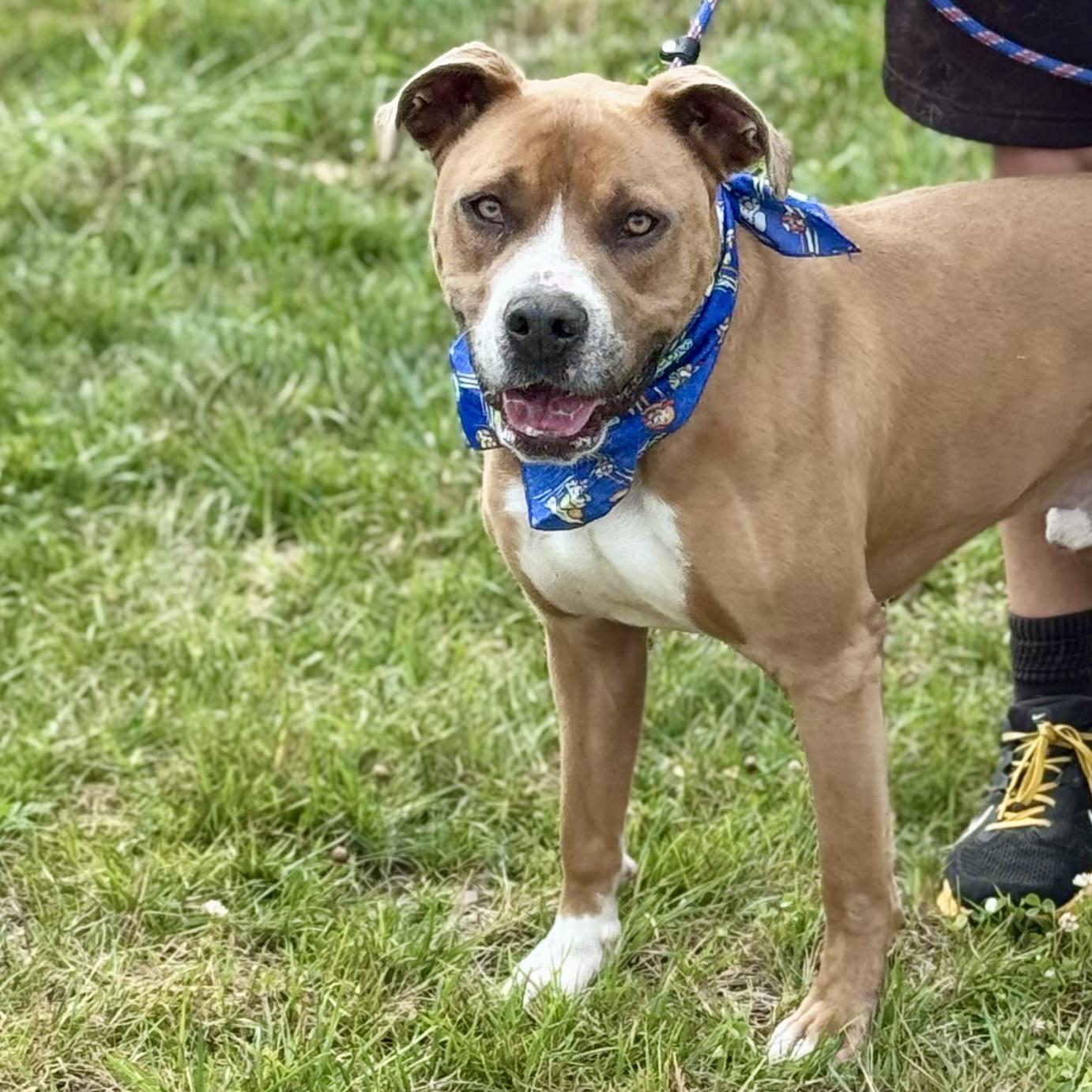 ROCKY, ADOPTABLE, Adult Male Boxer.