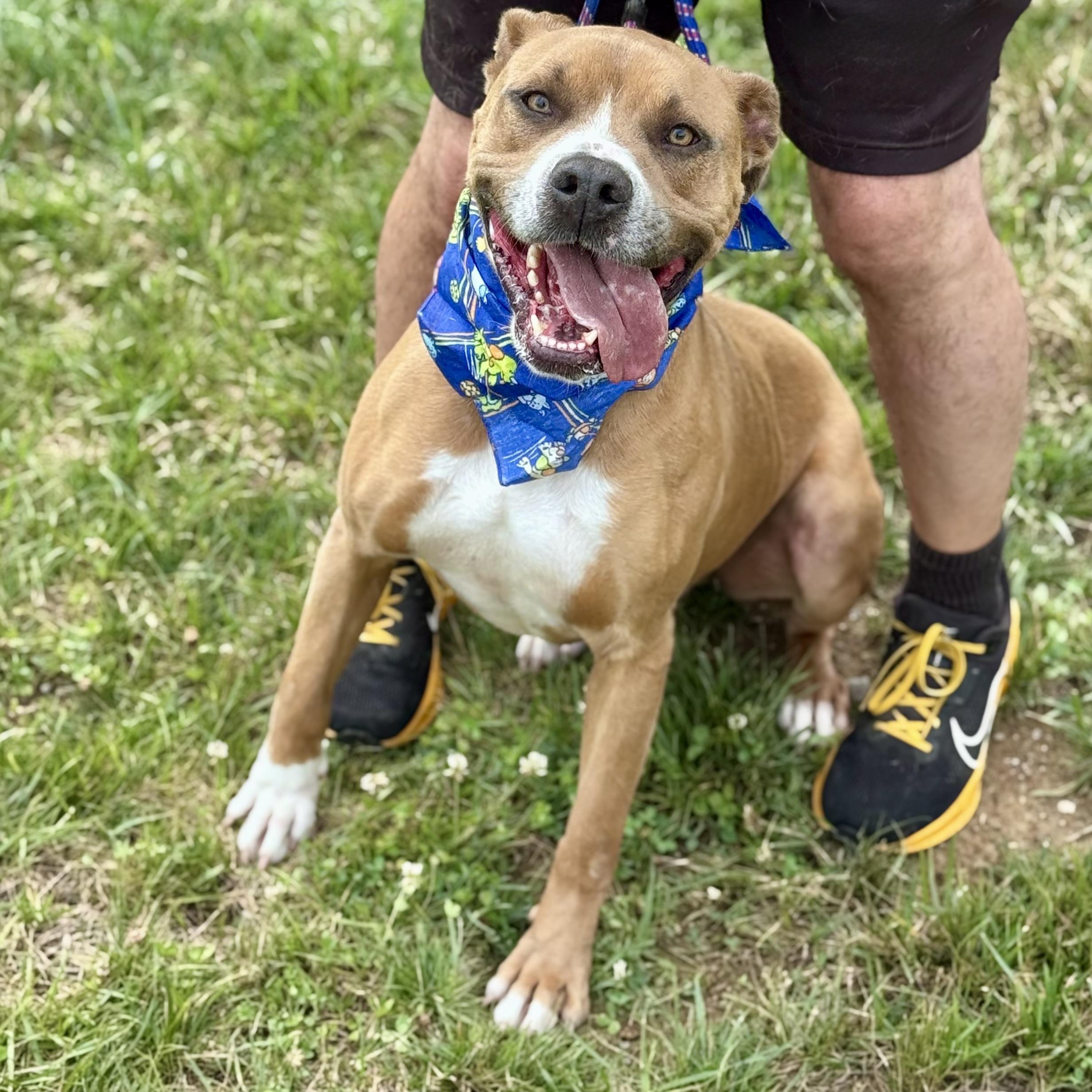 ROCKY, a ADOPTABLE mixed breed in Wilmington, OH image 2/5