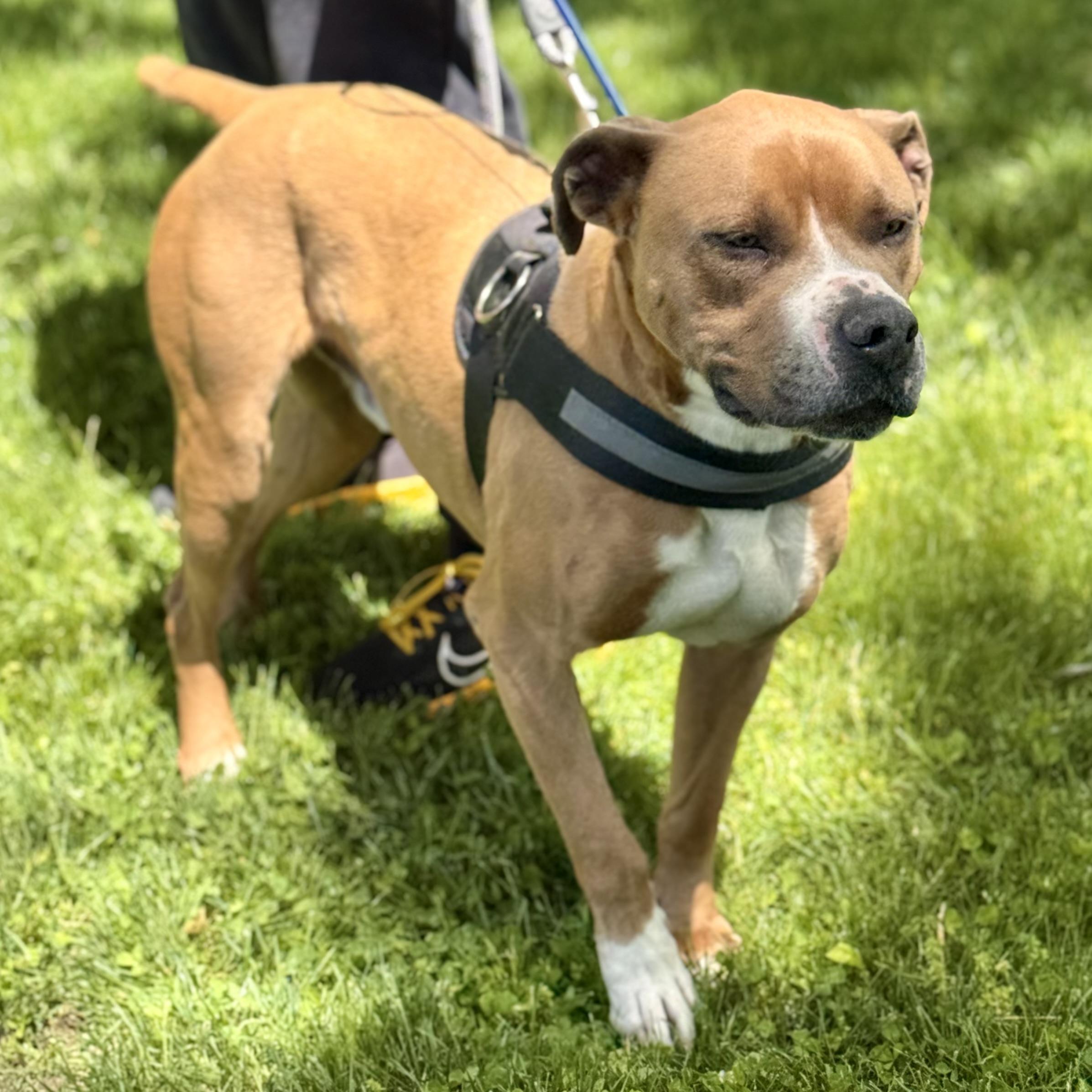 ROCKY, a ADOPTABLE mixed breed in Wilmington, OH image 2/6