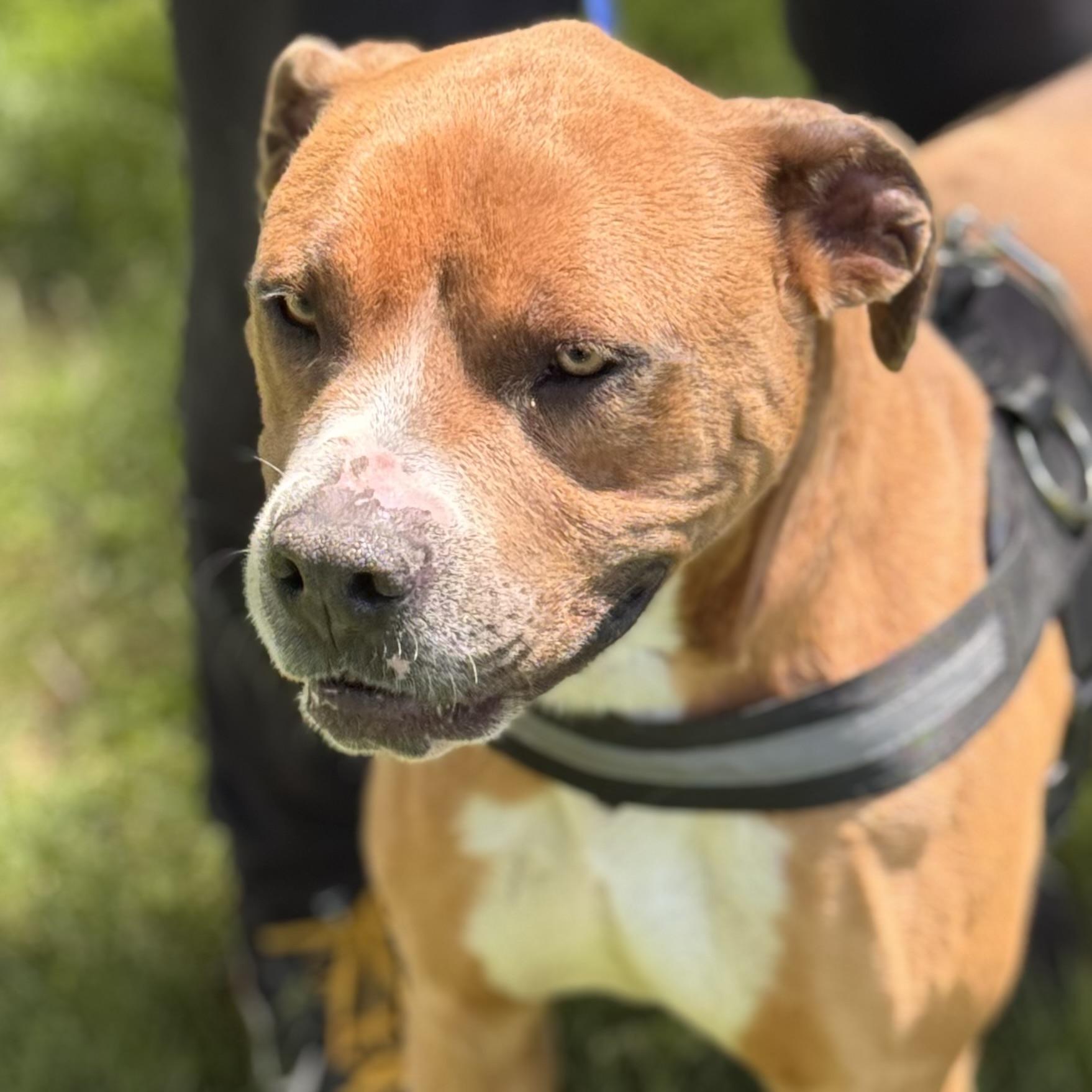 ROCKY, a ADOPTABLE mixed breed in Wilmington, OH image 3/6