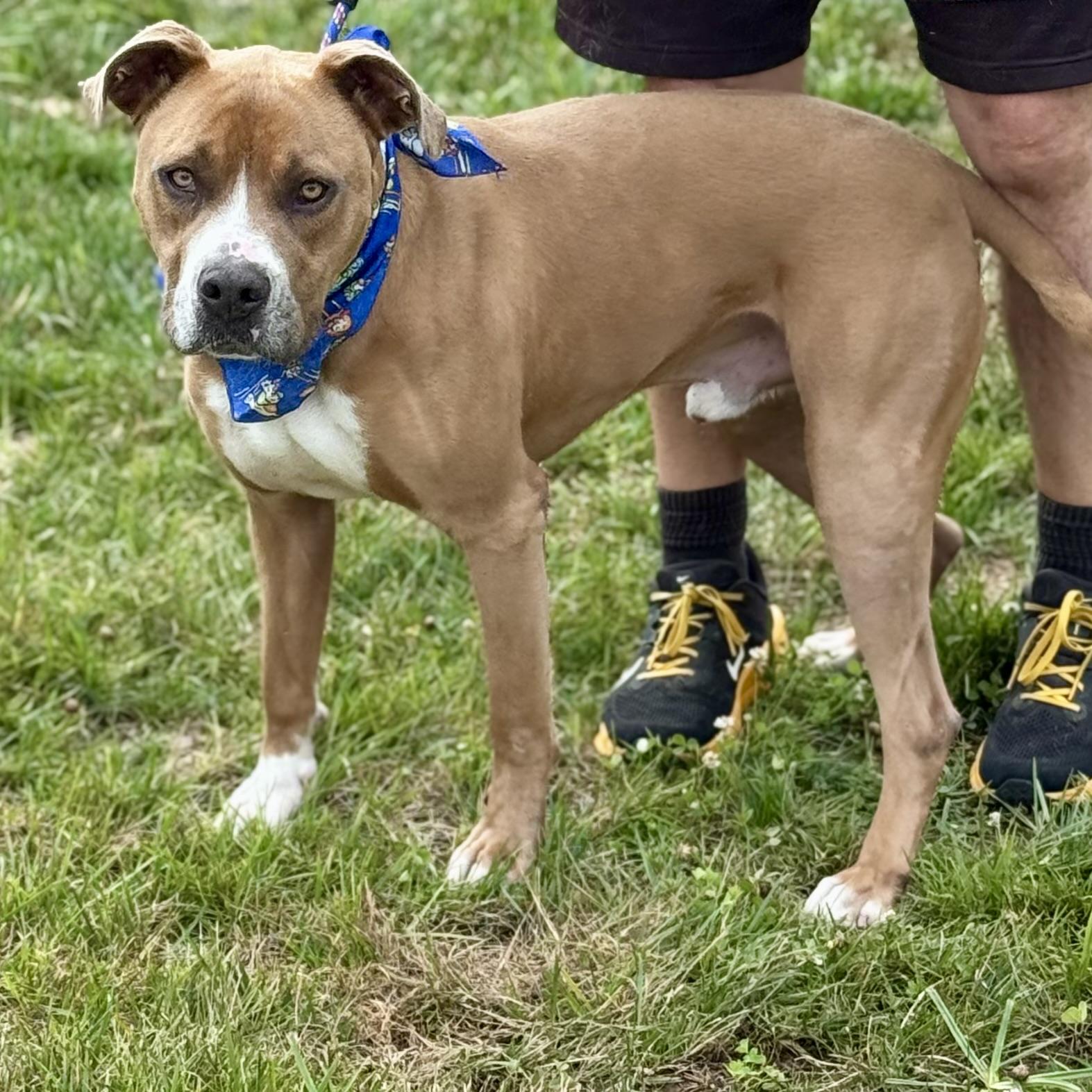 ROCKY, a ADOPTABLE mixed breed in Wilmington, OH image 3/5