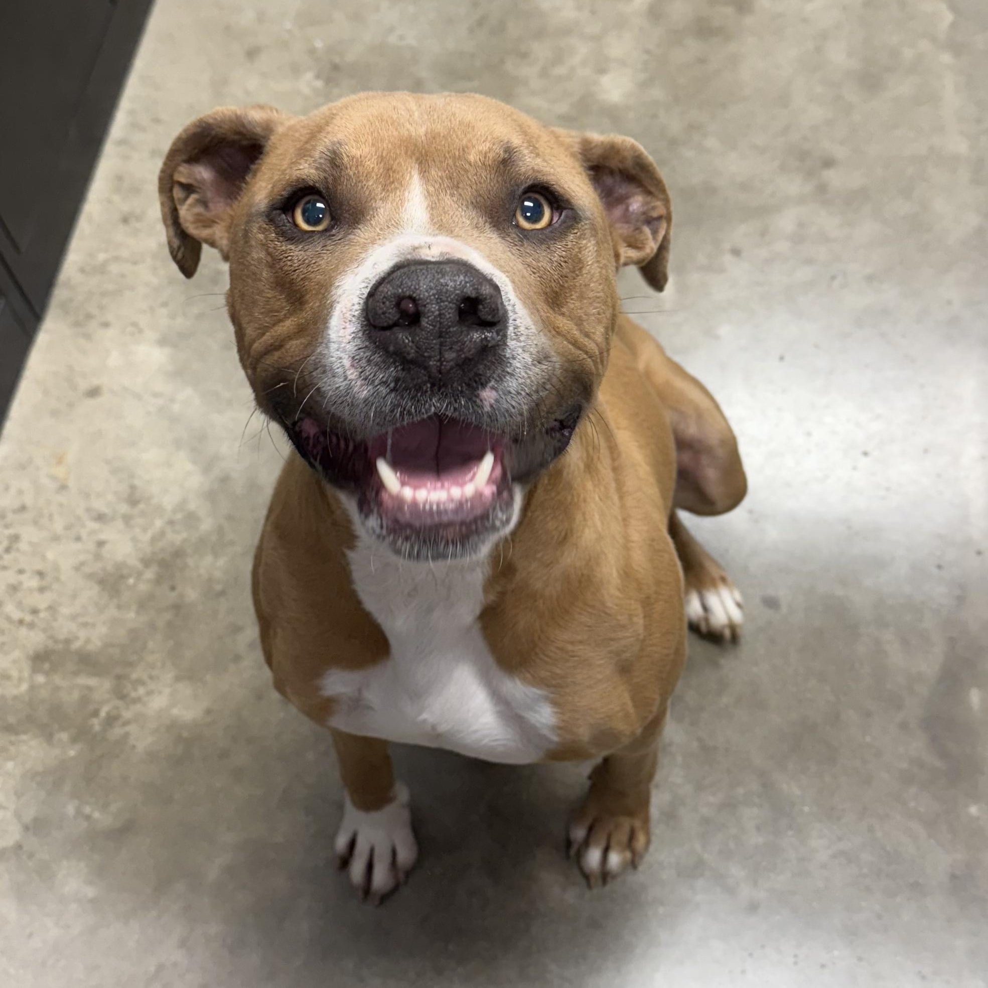 ROCKY, ADOPTABLE, Adult Male Boxer.