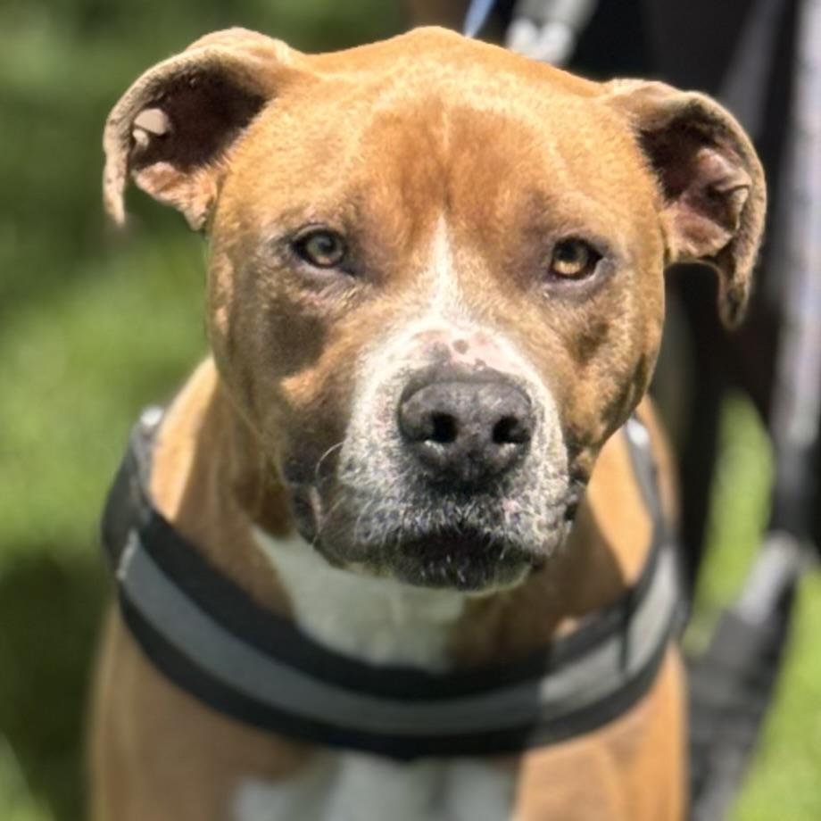 ROCKY, ADOPTABLE, Adult Male Boxer.