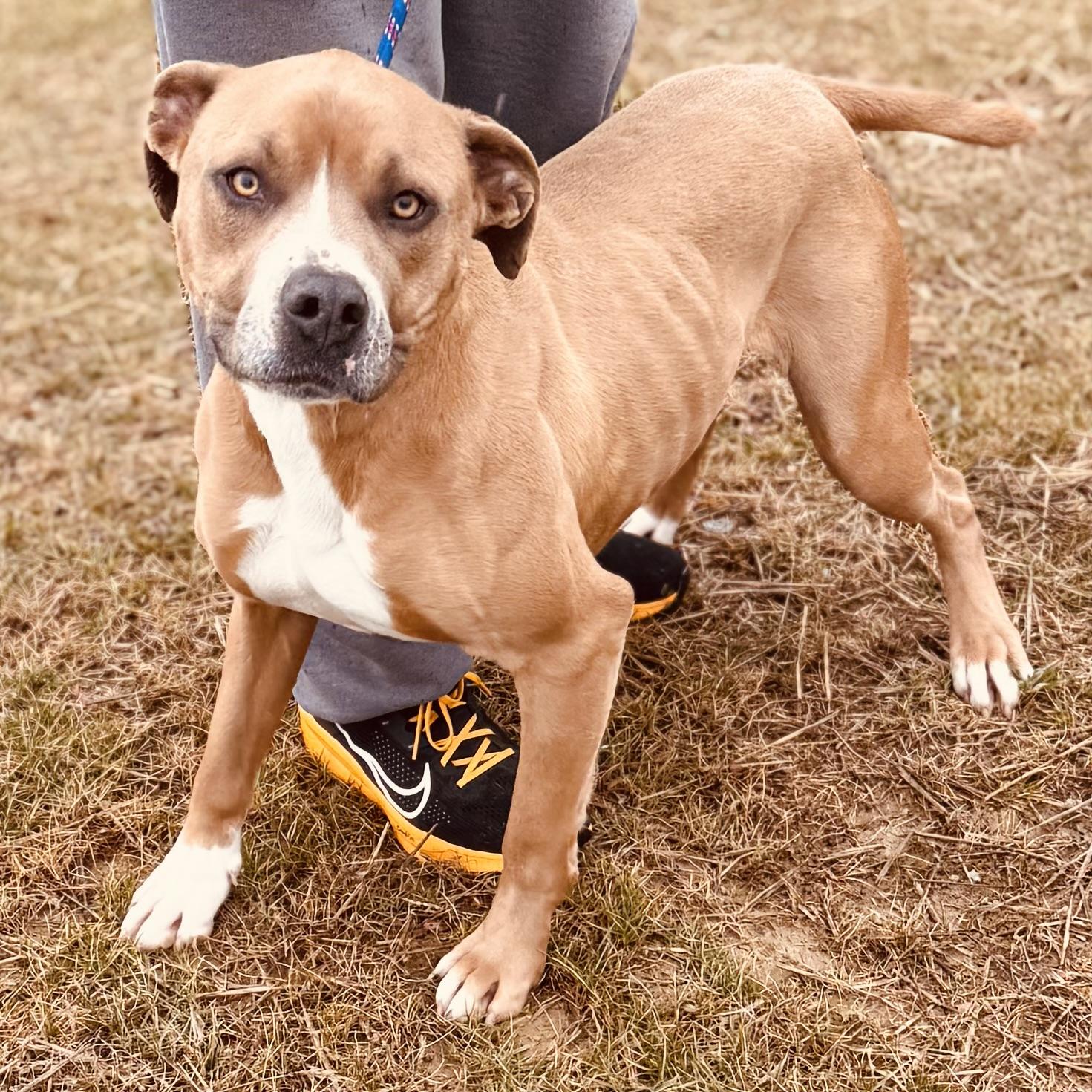 Enlarge ROCKY, a ADOPTABLE mixed breed in Wilmington, OH image 4/4