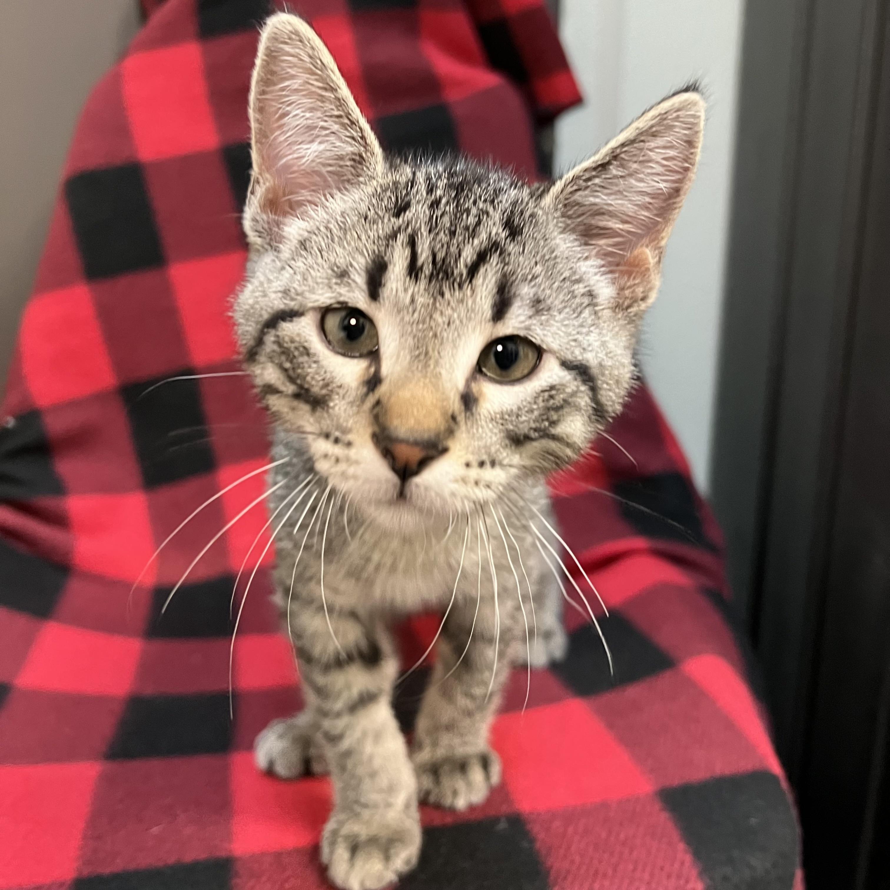 Jethro - At PetSmart in Mankato, Baby Male Domestic Short Hair