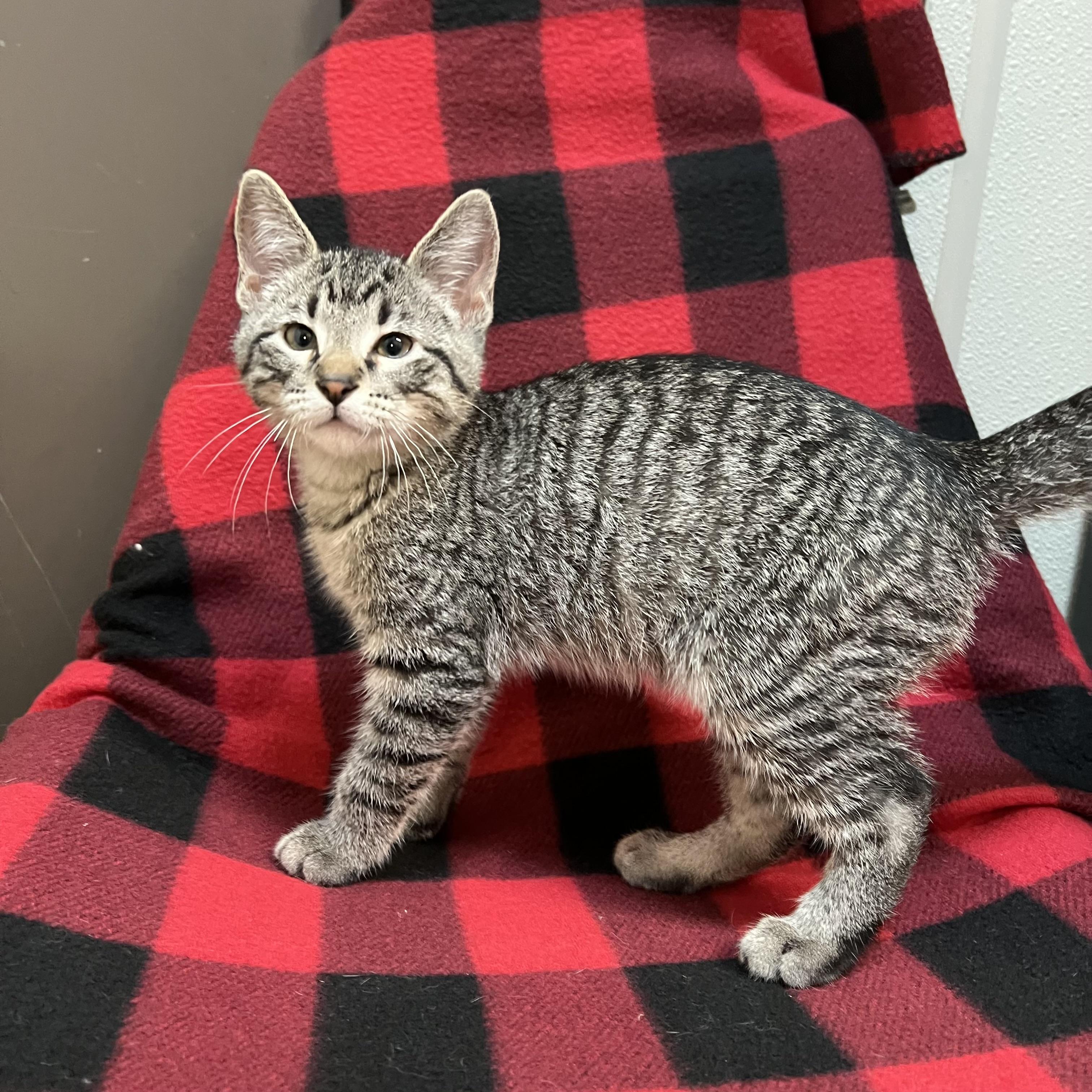 Jethro - At PetSmart in Mankato photo 2