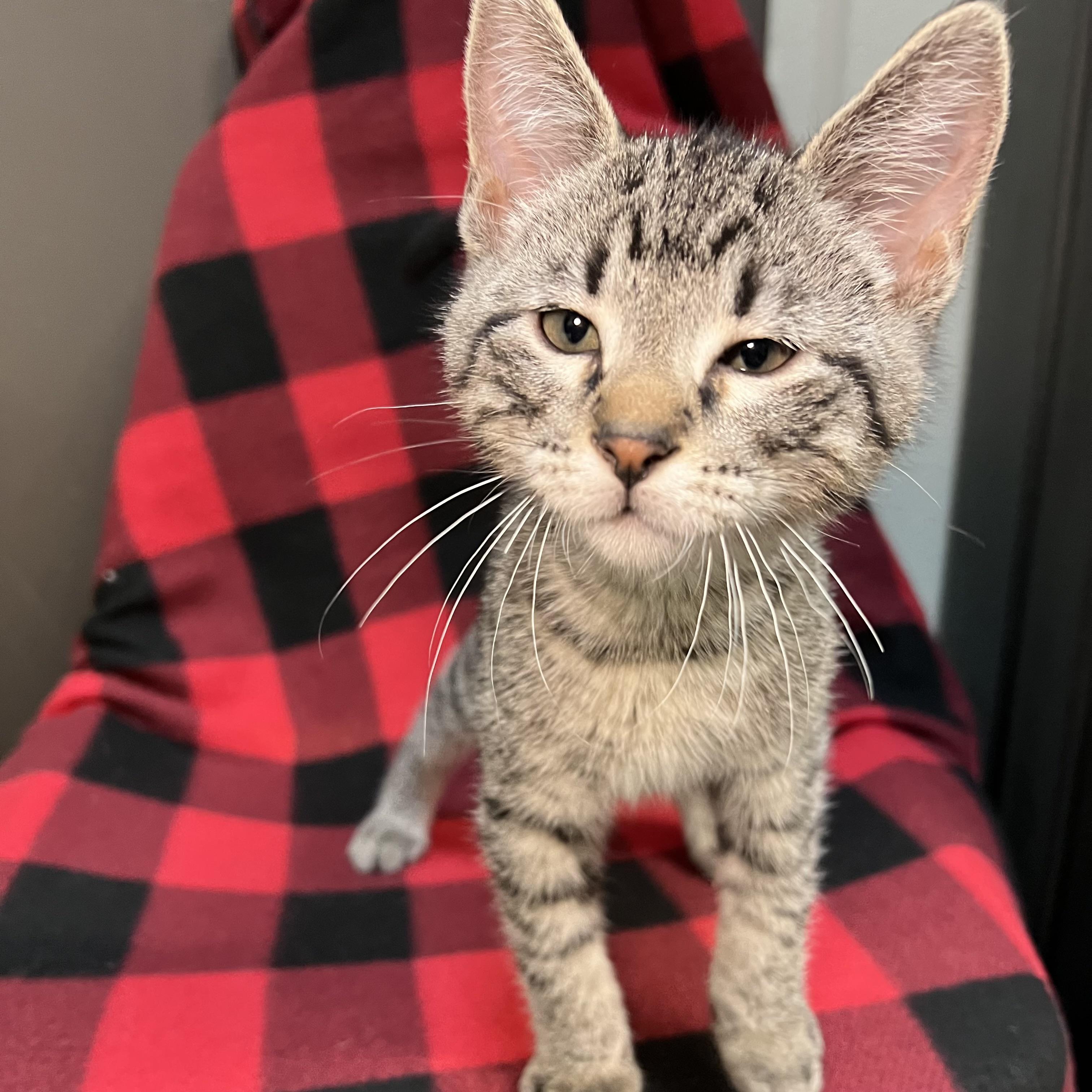 Jethro - At PetSmart in Mankato photo 3
