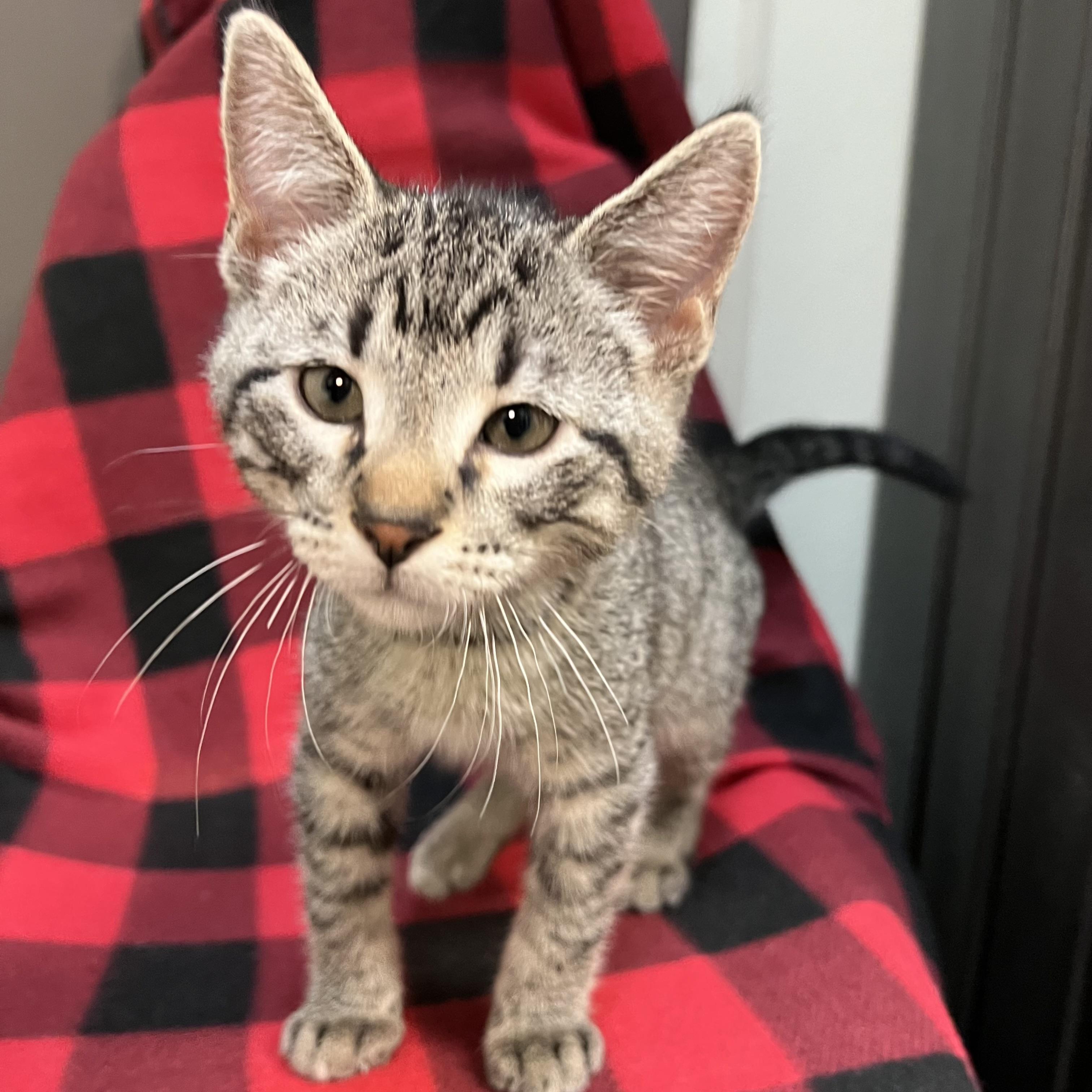 Jethro - At PetSmart in Mankato photo 5