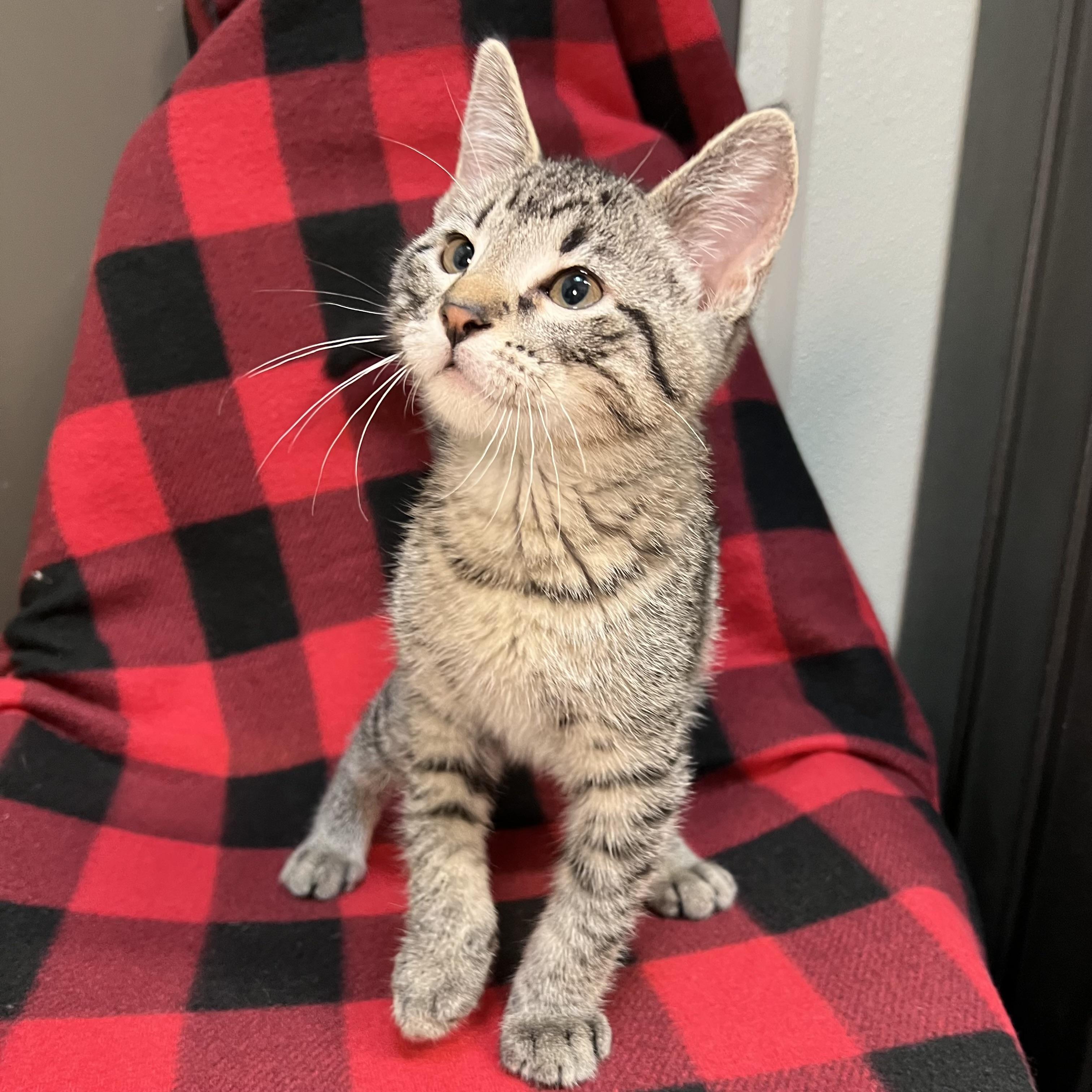 Jethro - At PetSmart in Mankato photo 4