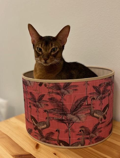 Enlarge Murphy, a Adoptable Abyssinian in Sioux Falls, SD image 3/4
