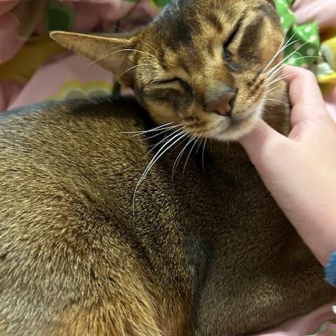 Enlarge Murphy, a Adoptable Abyssinian in Sioux Falls, SD image 4/4