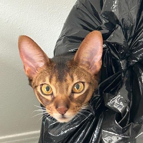 Enlarge Murphy, a Adoptable Abyssinian in Sioux Falls, SD image 2/4