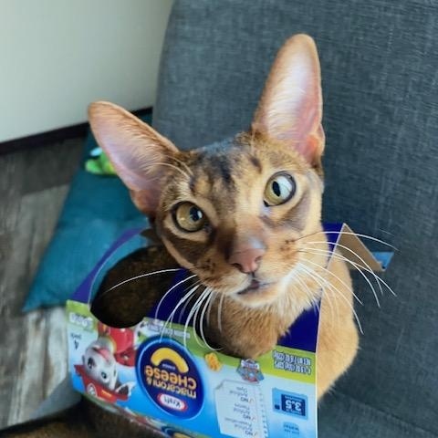 Murphy, Adoptable, Young Male Abyssinian.