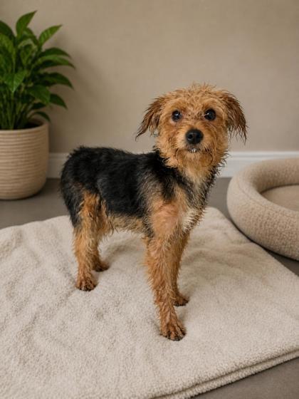 Enlarge Parker, a Adoptable mixed breed in Malvern, PA image 1/1