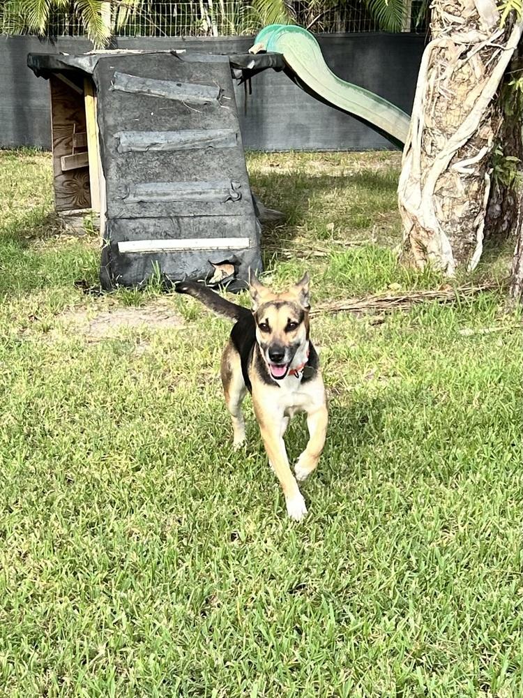 Jesse, a Adoptable mixed breed in West Palm Beach, FL image 2/5