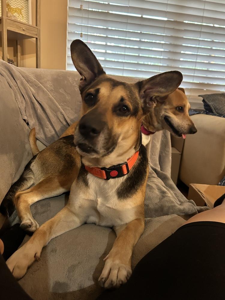 Jesse, a Adoptable mixed breed in West Palm Beach, FL image 5/5
