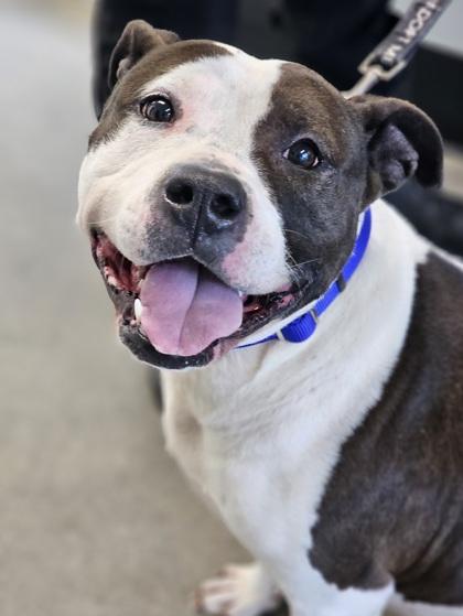 Susie — thumbnail 2