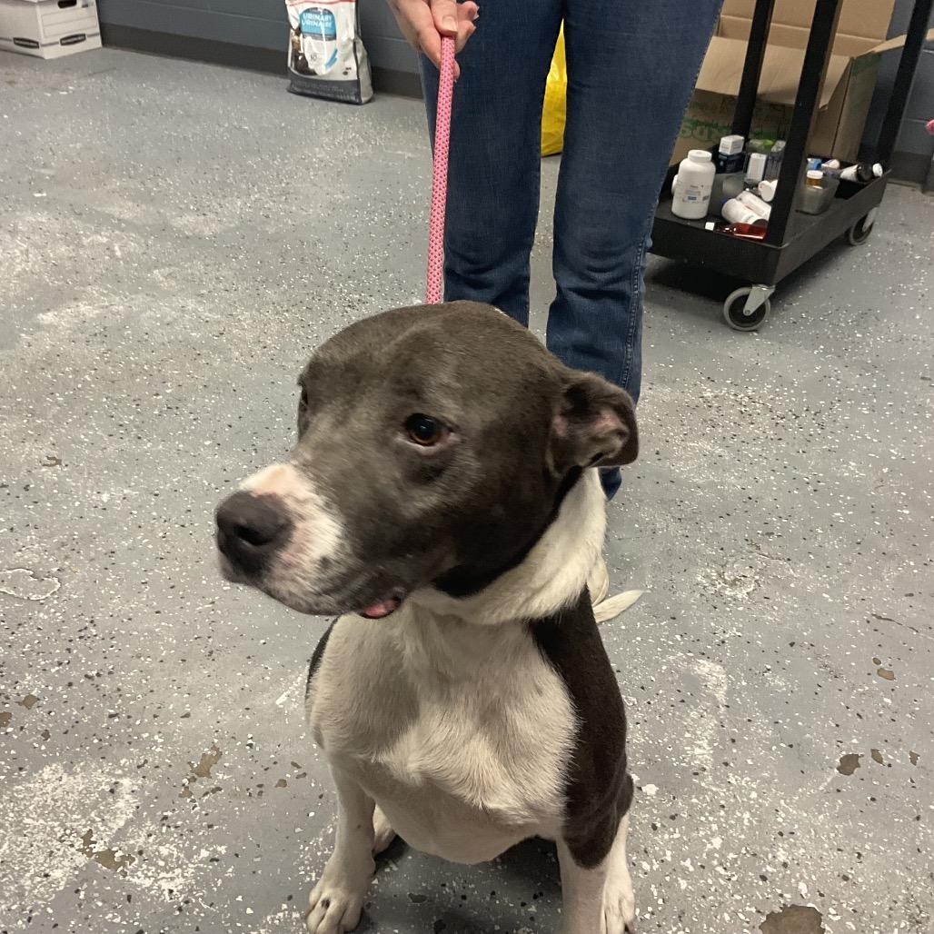TJ, Adoptable, Senior Male Pit Bull Terrier & Mixed Breed.