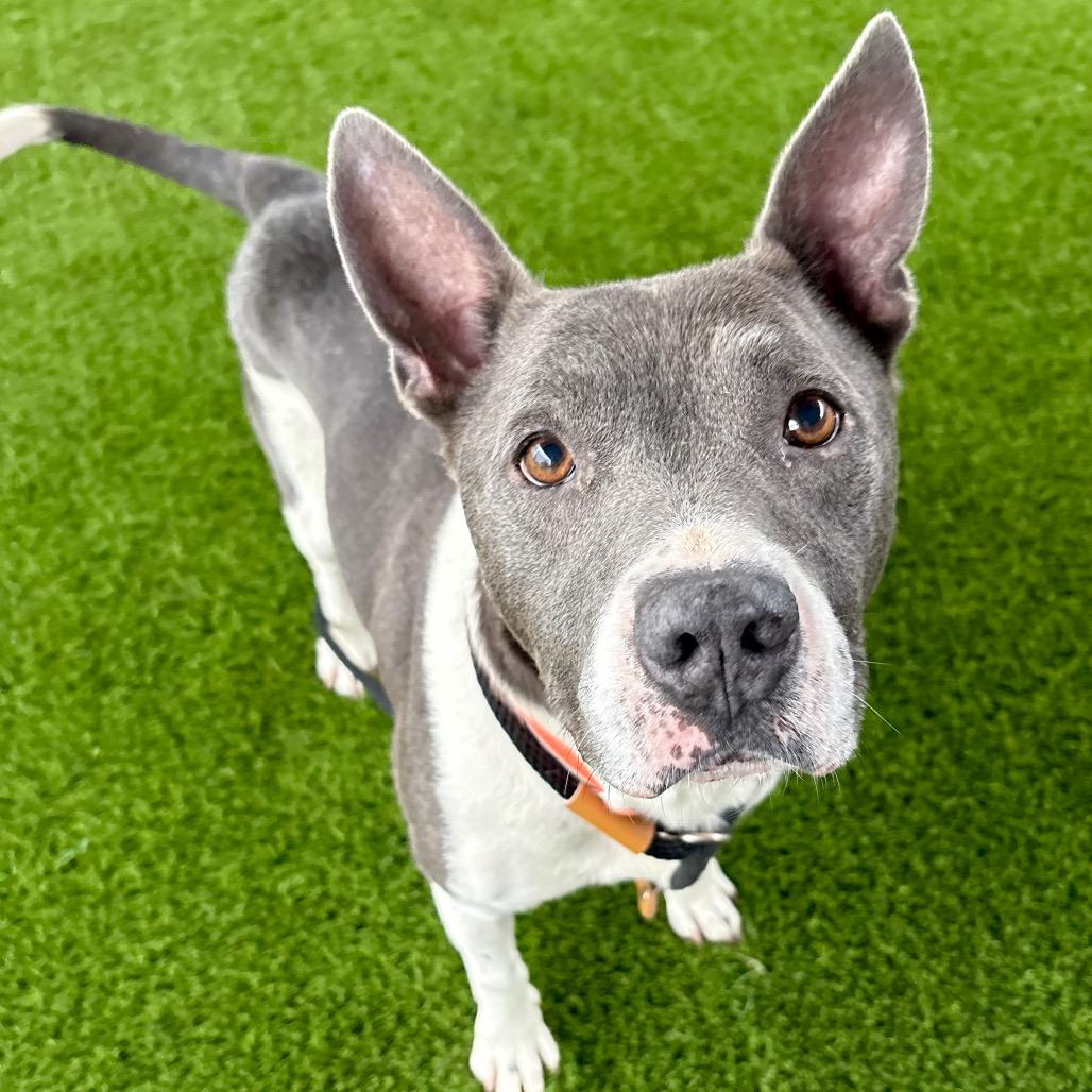 Enlarge TJ, a Adoptable mixed breed in St Joseph, MO image 1/2