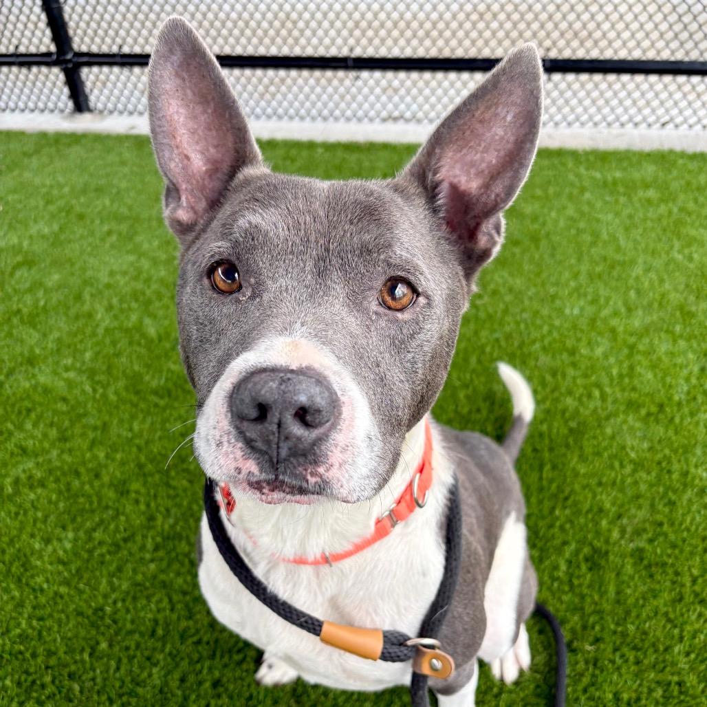 Enlarge TJ, a Adoptable mixed breed in St Joseph, MO image 2/2