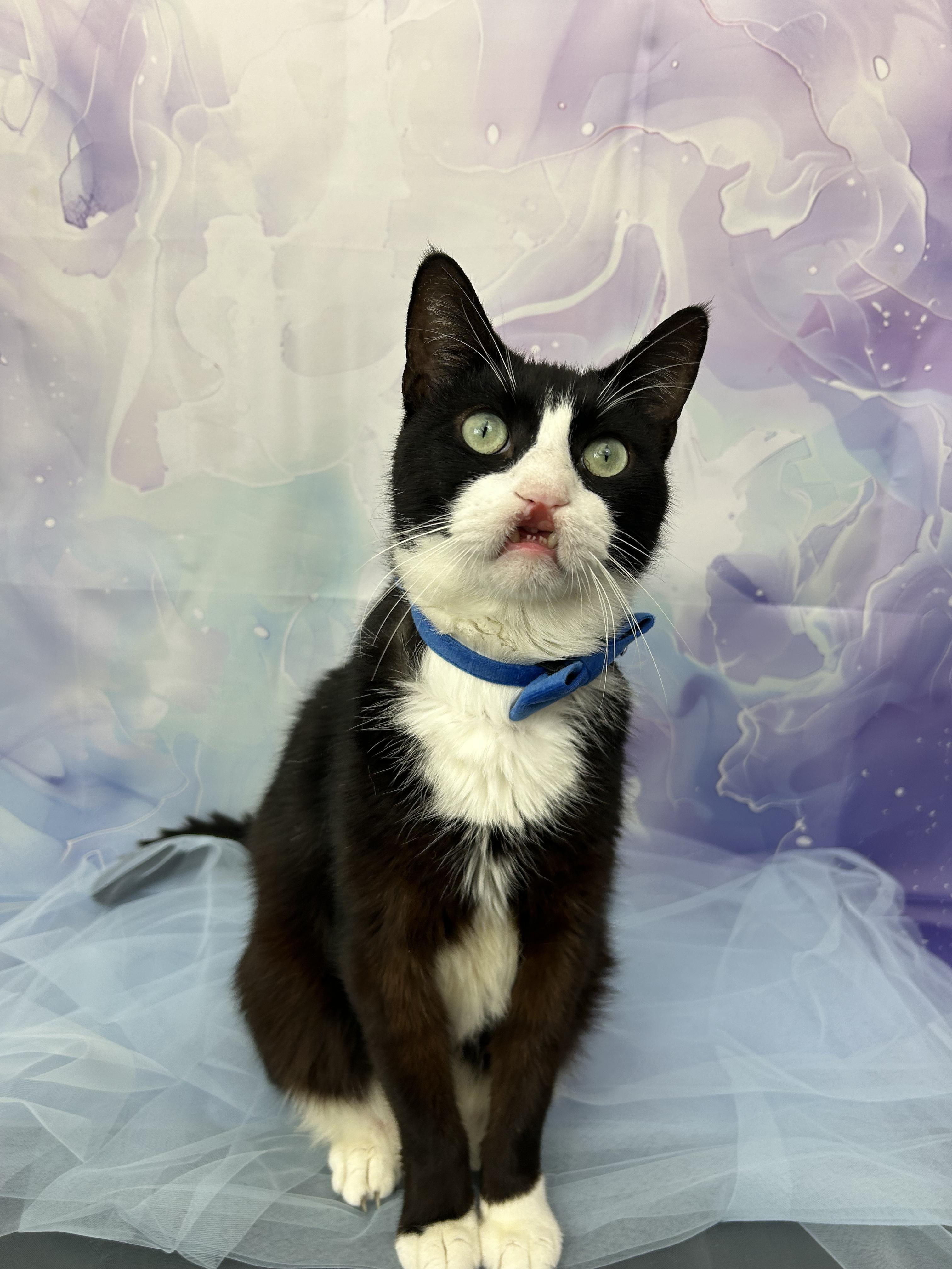 Enlarge Sebastian, a ADOPTABLE Domestic Short Hair in Webster, TX image 5/6