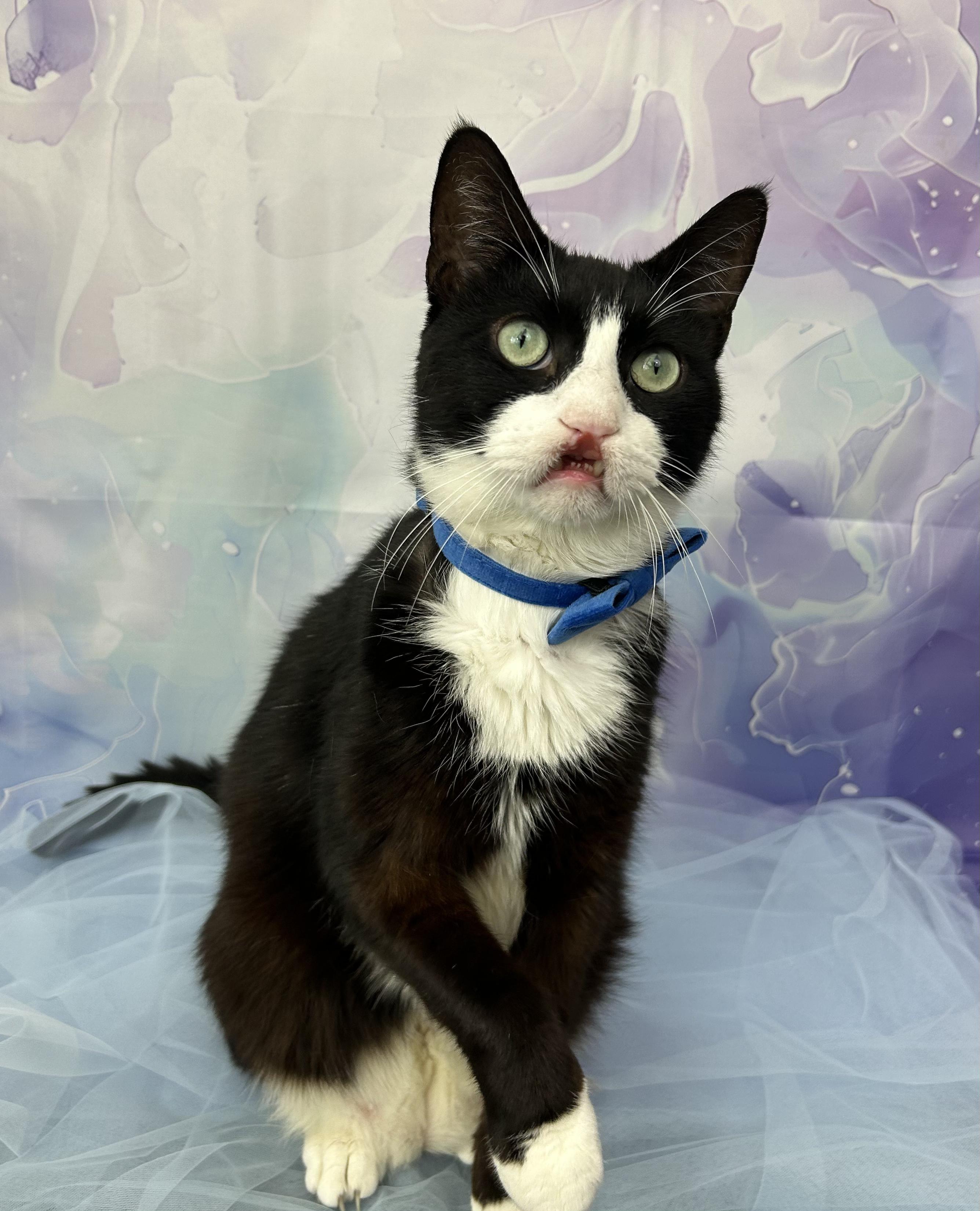 Enlarge Sebastian, a ADOPTABLE Domestic Short Hair in Webster, TX image 1/6