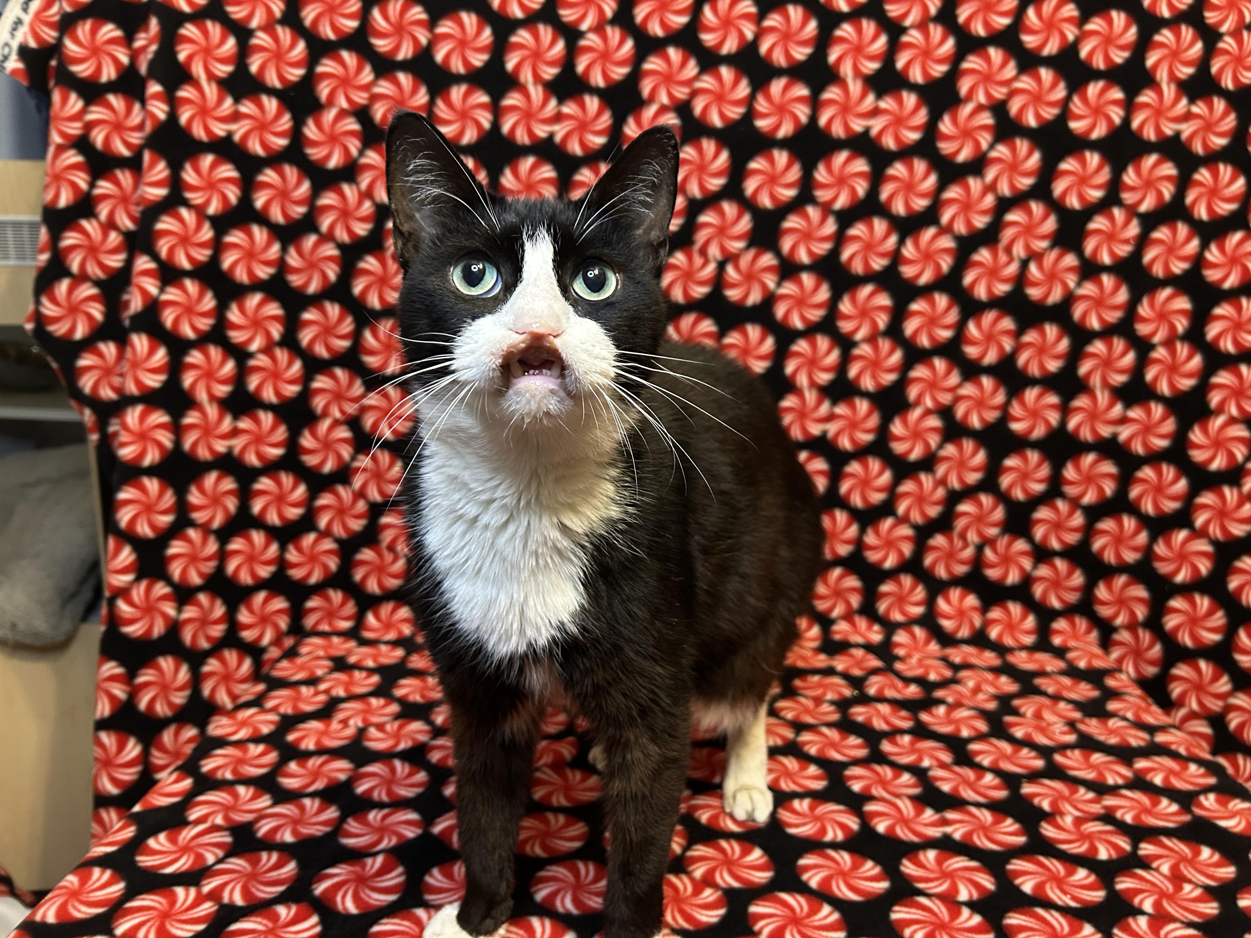 Enlarge Sebastian, a ADOPTABLE Domestic Short Hair in Webster, TX image 6/6