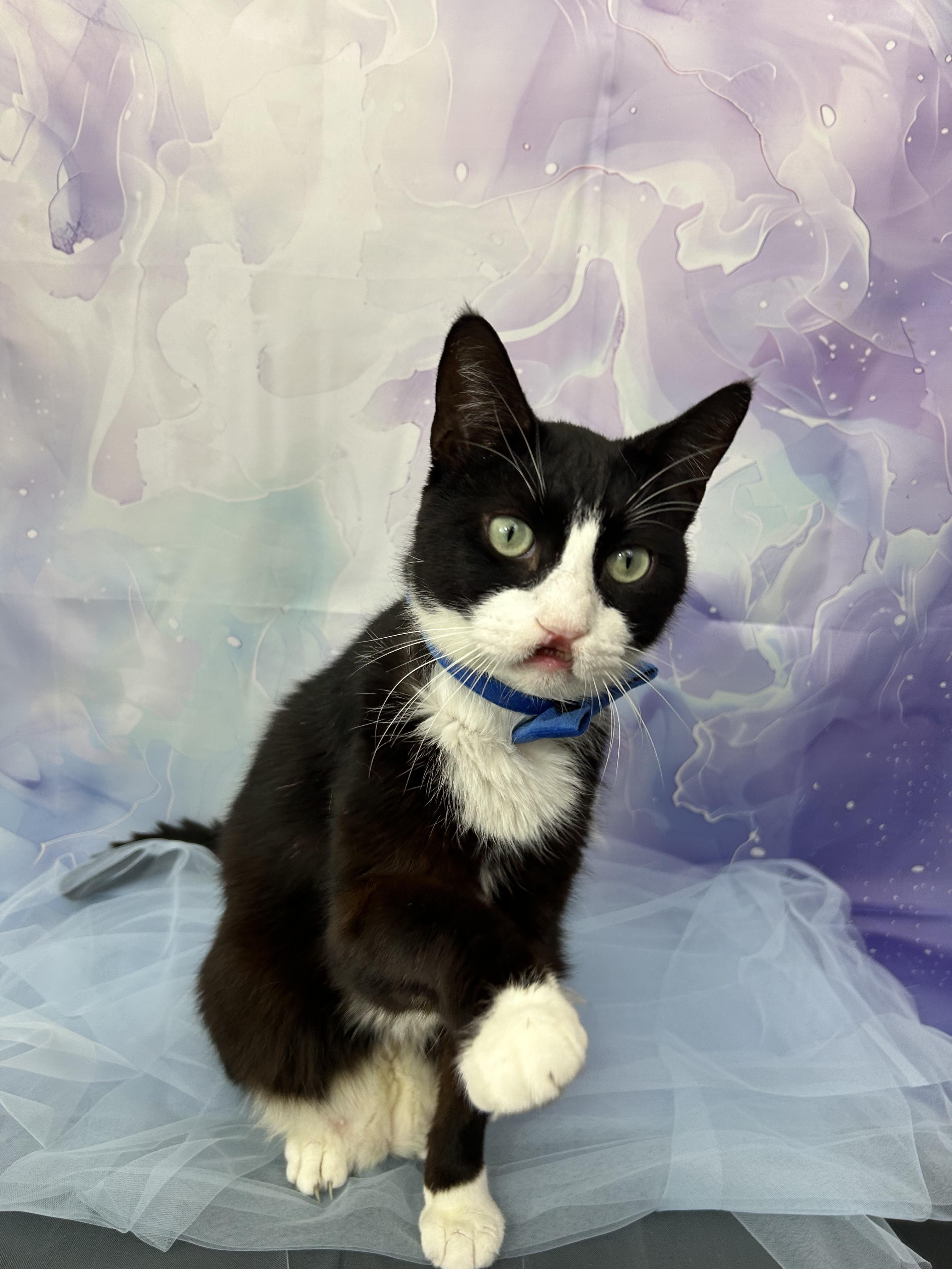 Enlarge Sebastian, a ADOPTABLE Domestic Short Hair in Webster, TX image 2/6