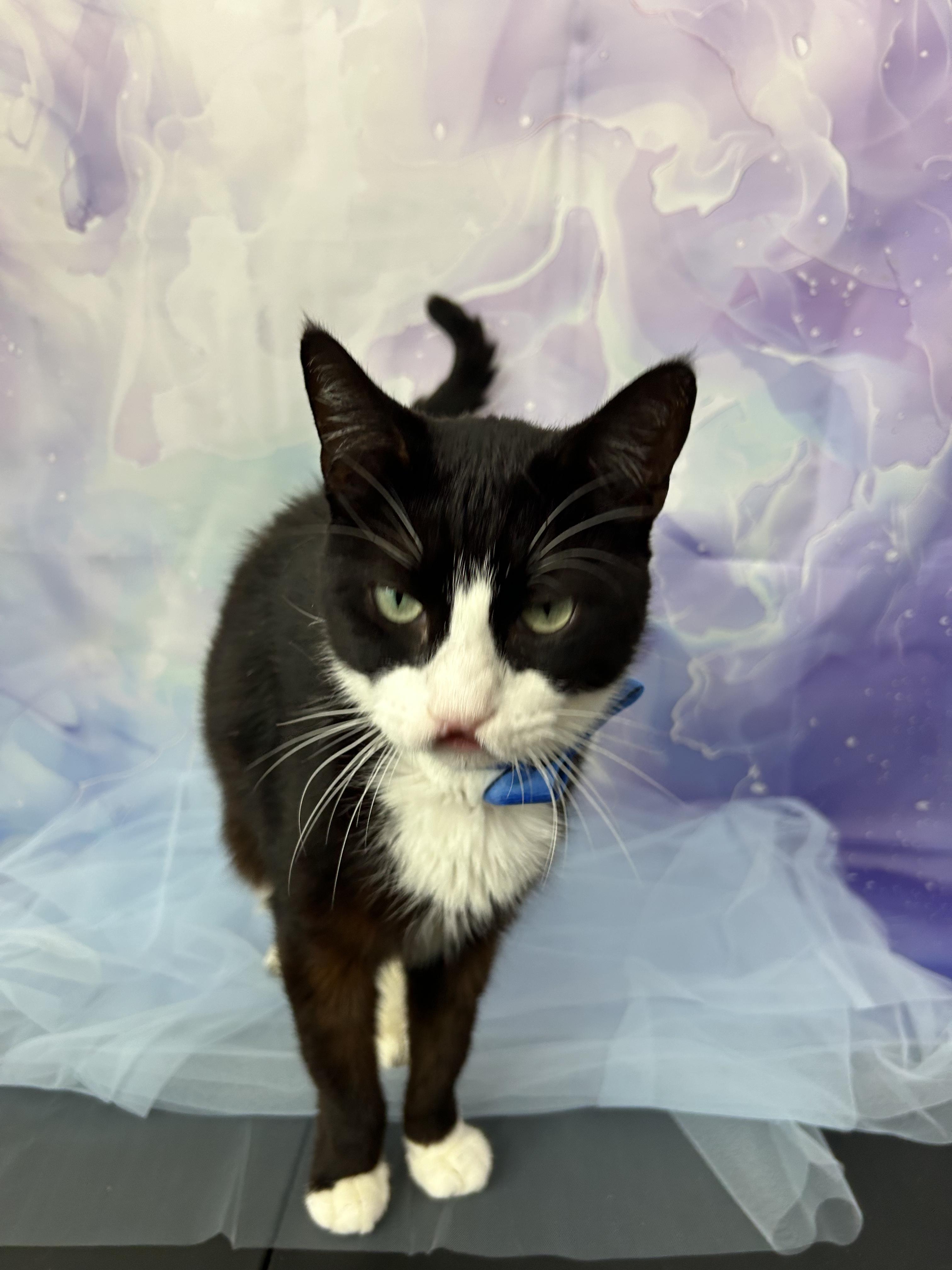 Enlarge Sebastian, a ADOPTABLE Domestic Short Hair in Webster, TX image 4/6