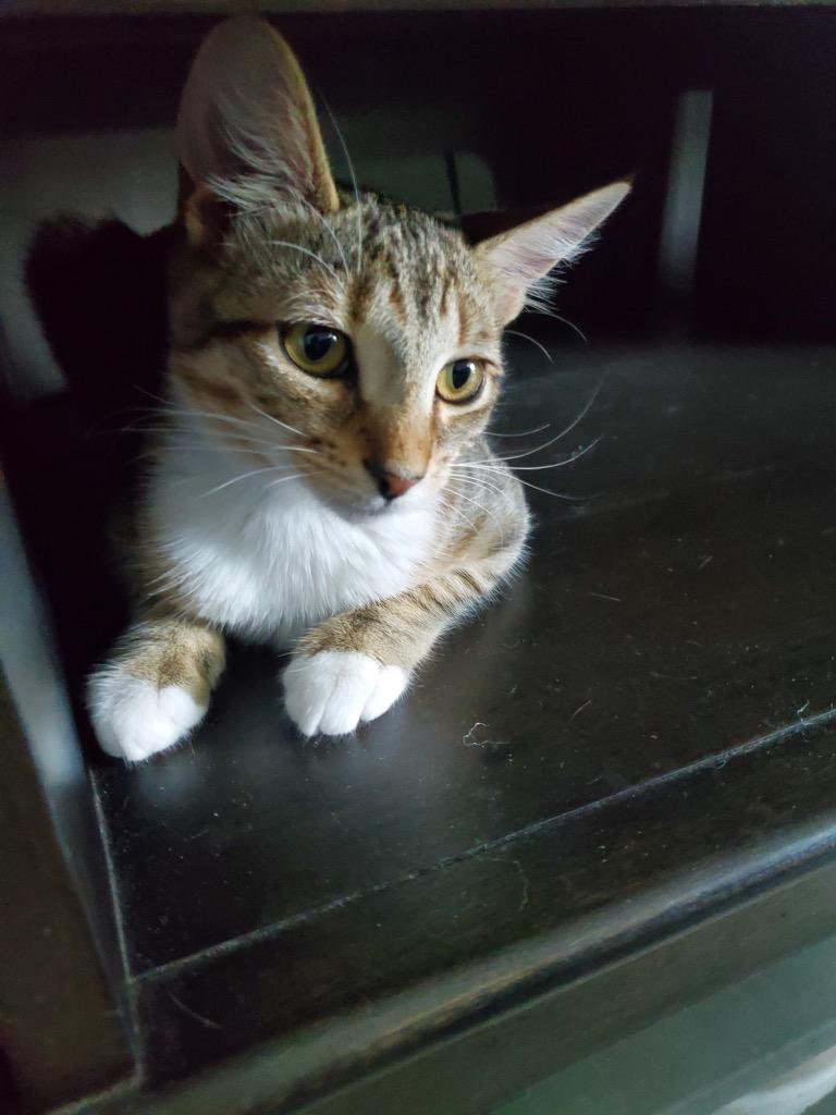 Gordo, Adoptable, Kitten Male Domestic Short Hair.
