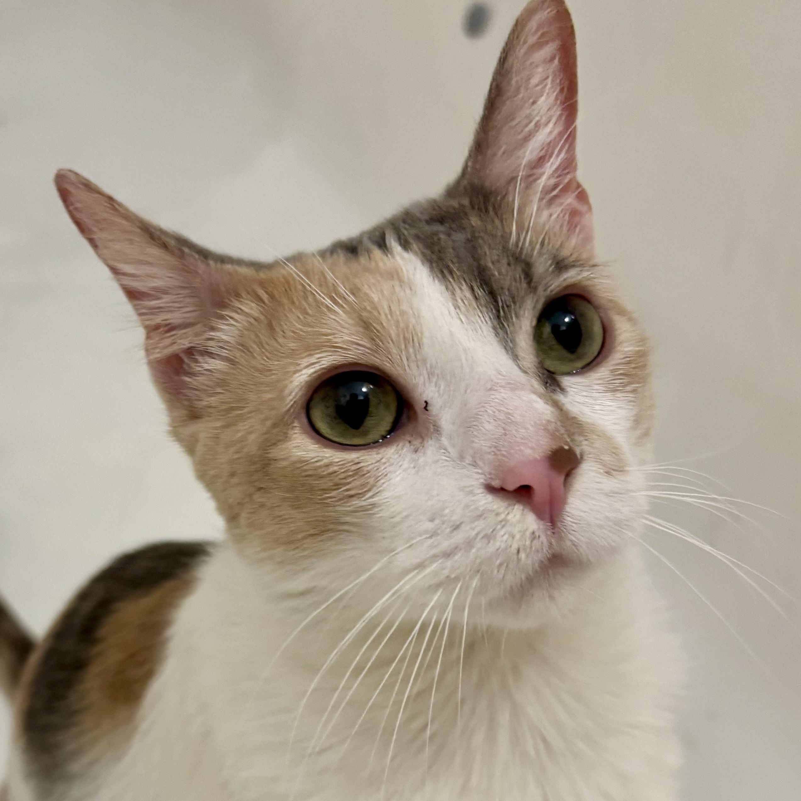 Victrola, ADOPTABLE, Adult Female Domestic Short Hair.