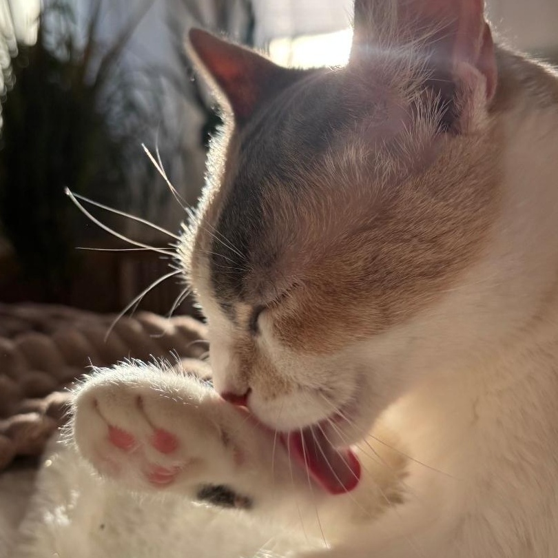 Enlarge Victrola, an adopted Domestic Short Hair in Chicago, IL image 2/6