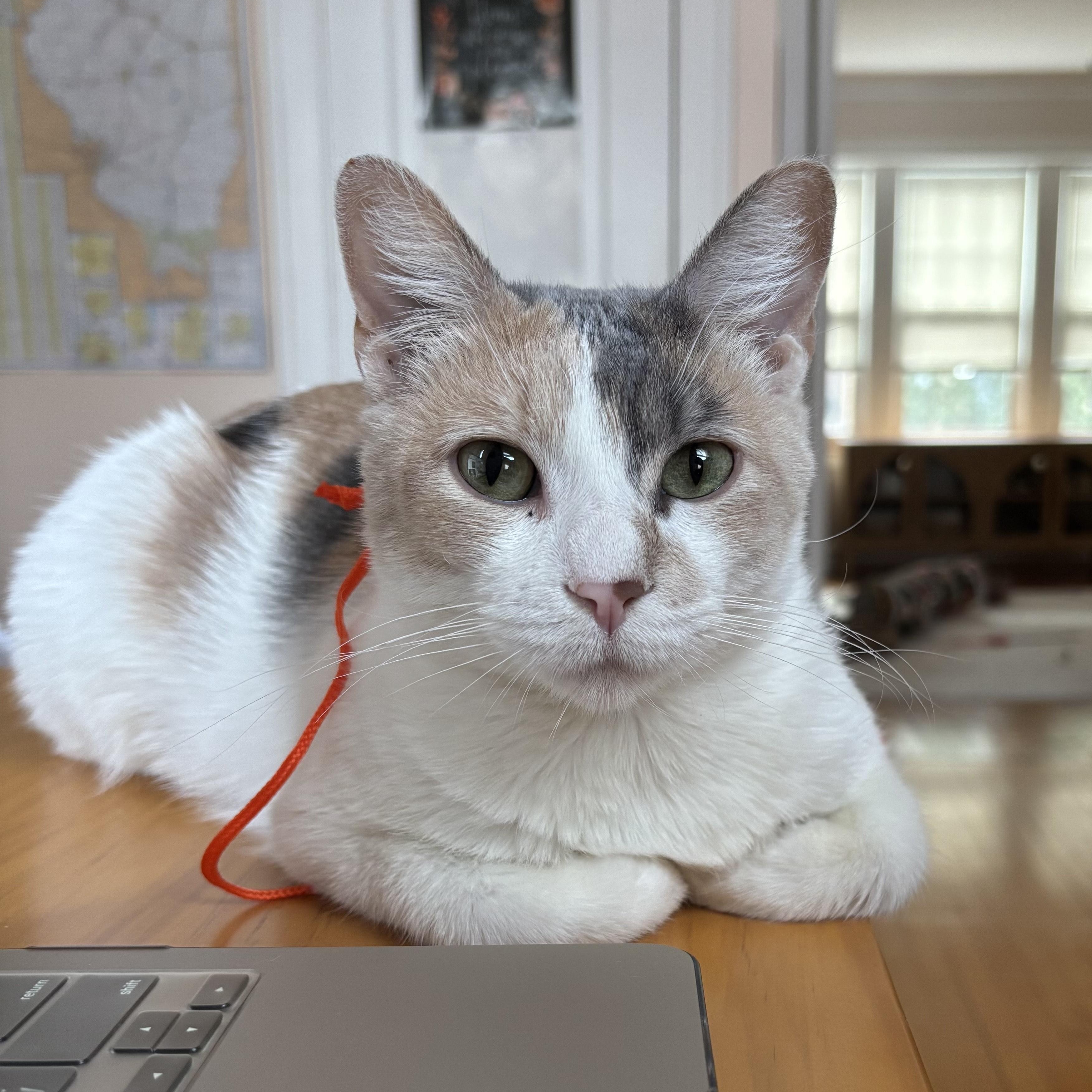 Enlarge Victrola, an adopted Domestic Short Hair in Chicago, IL image 4/6