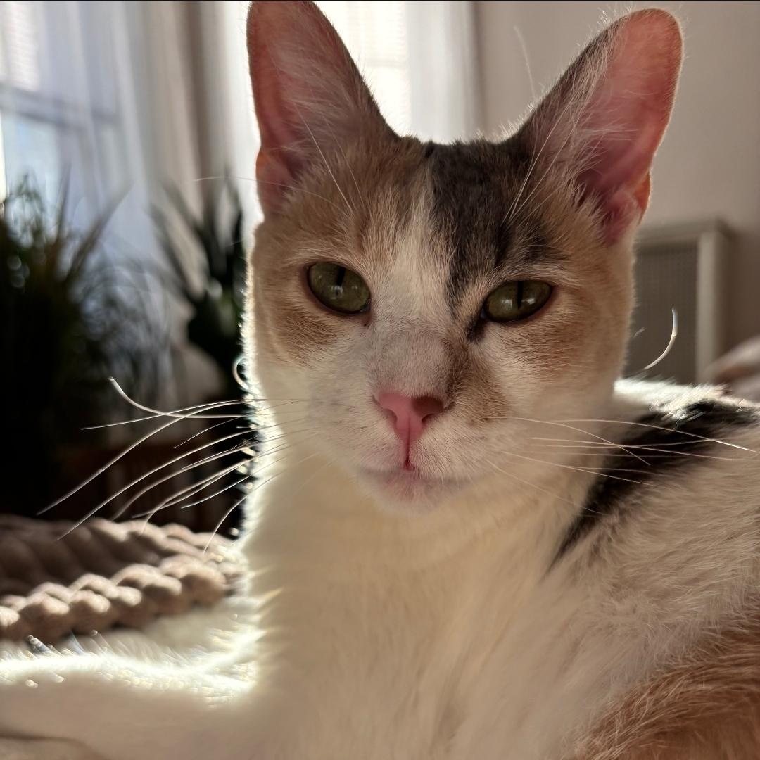 Enlarge Victrola, an adopted Domestic Short Hair in Chicago, IL image 1/6