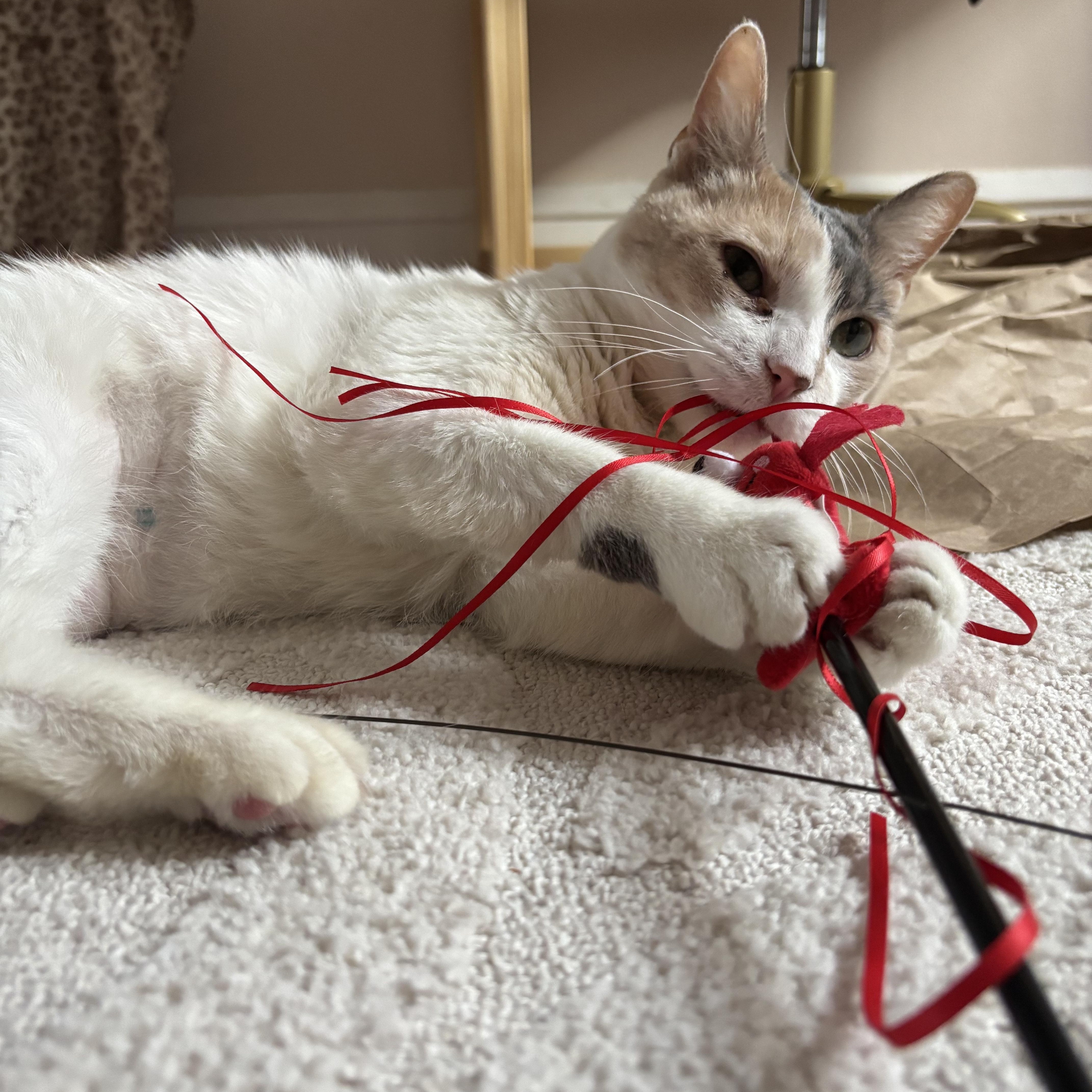 Enlarge Victrola, an adopted Domestic Short Hair in Chicago, IL image 3/6