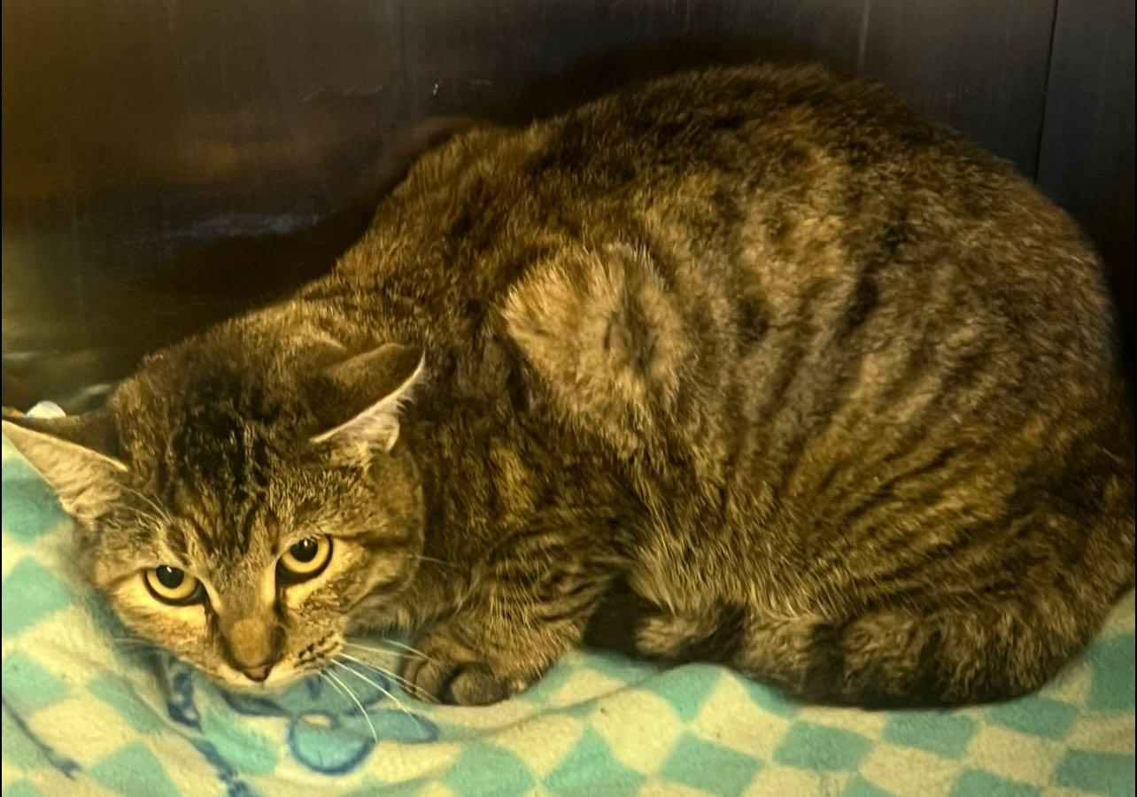 Bailey, Adoptable, Adult Male Domestic Short Hair.