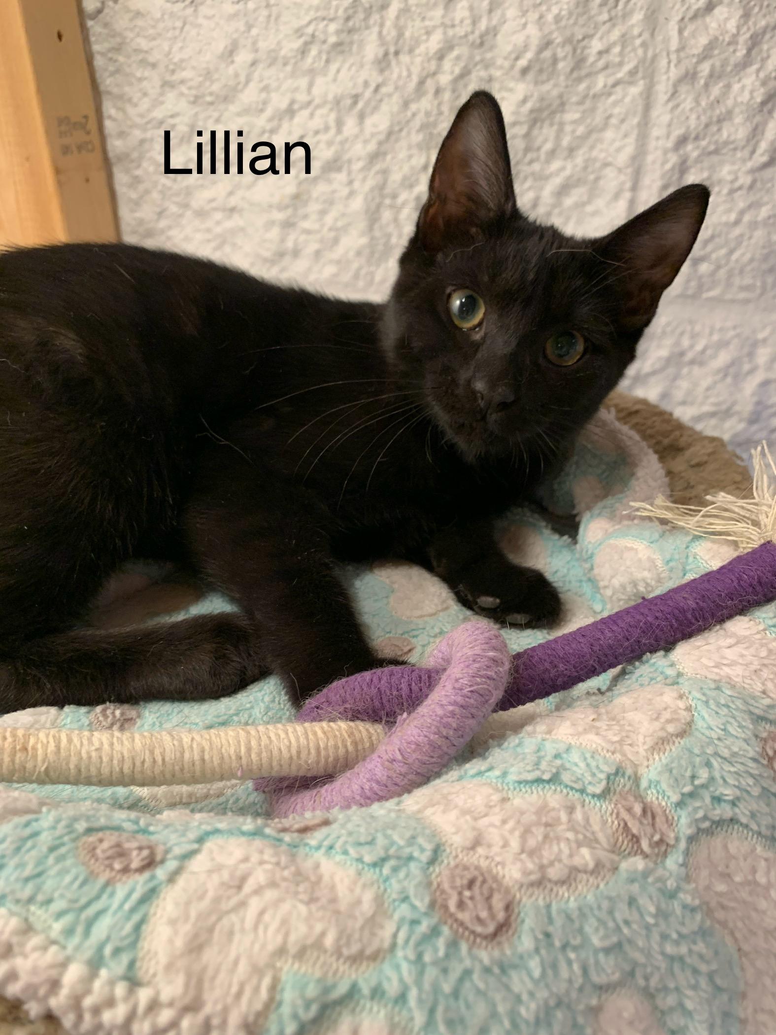 Lillian, ADOPTABLE, Young Female Domestic Short Hair.