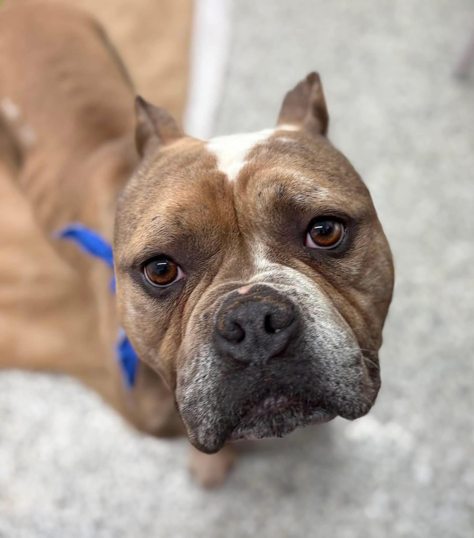 Enlarge Sal, a ADOPTABLE mixed breed in China Township, MI image 2/5