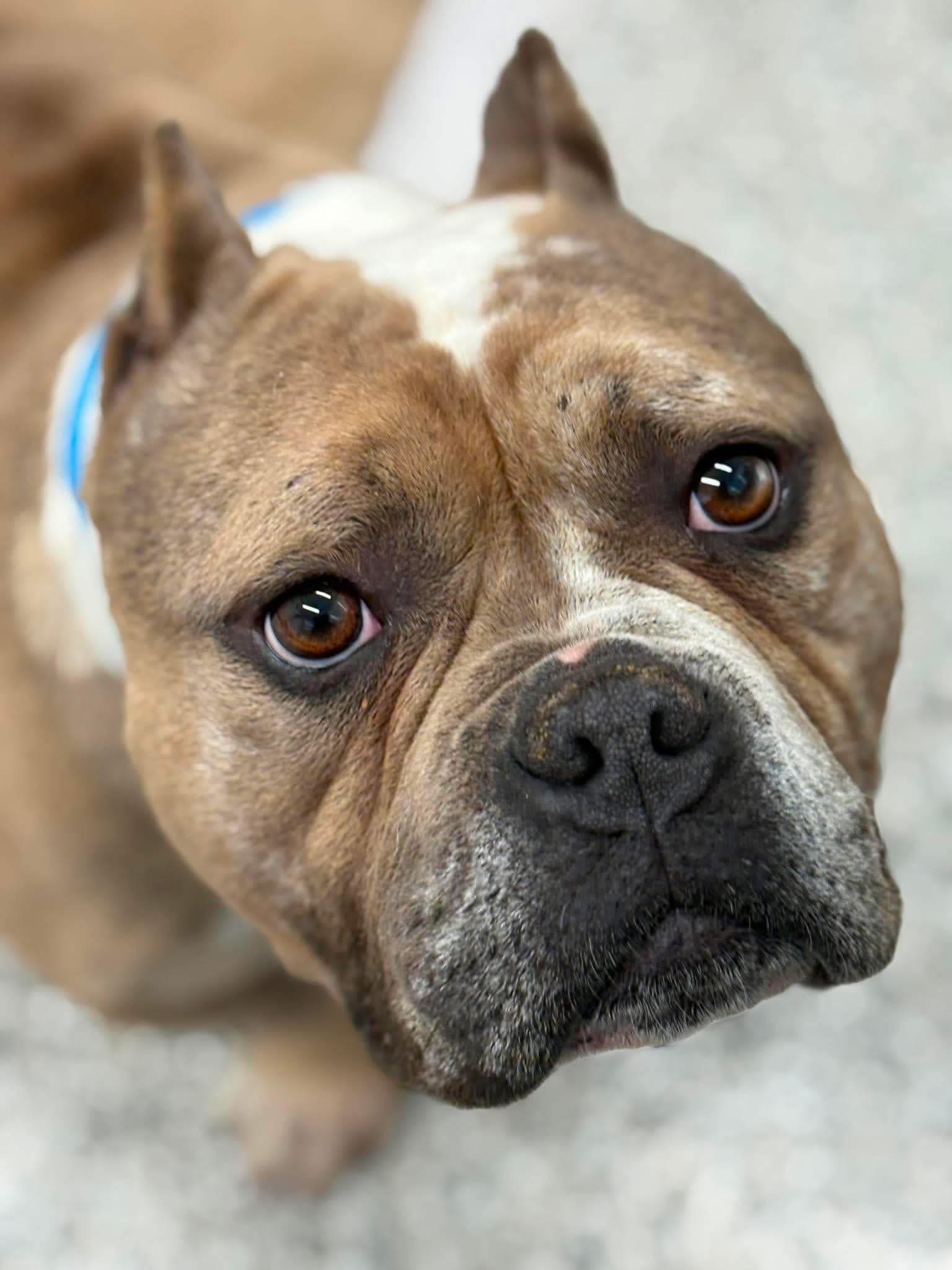 Enlarge Sal, a ADOPTABLE mixed breed in China Township, MI image 3/5