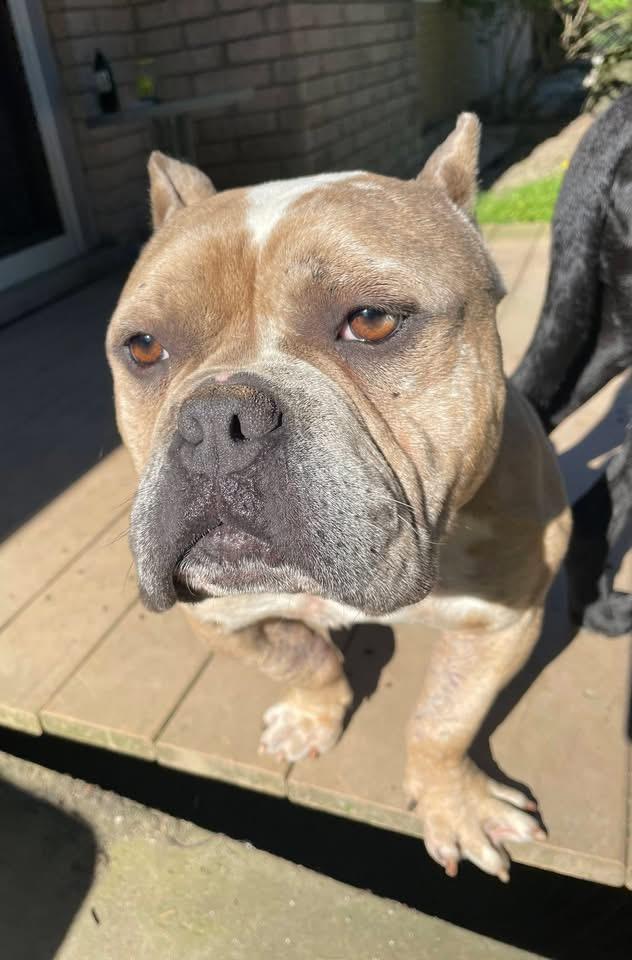 Enlarge Sal, a ADOPTABLE mixed breed in China Township, MI image 5/5