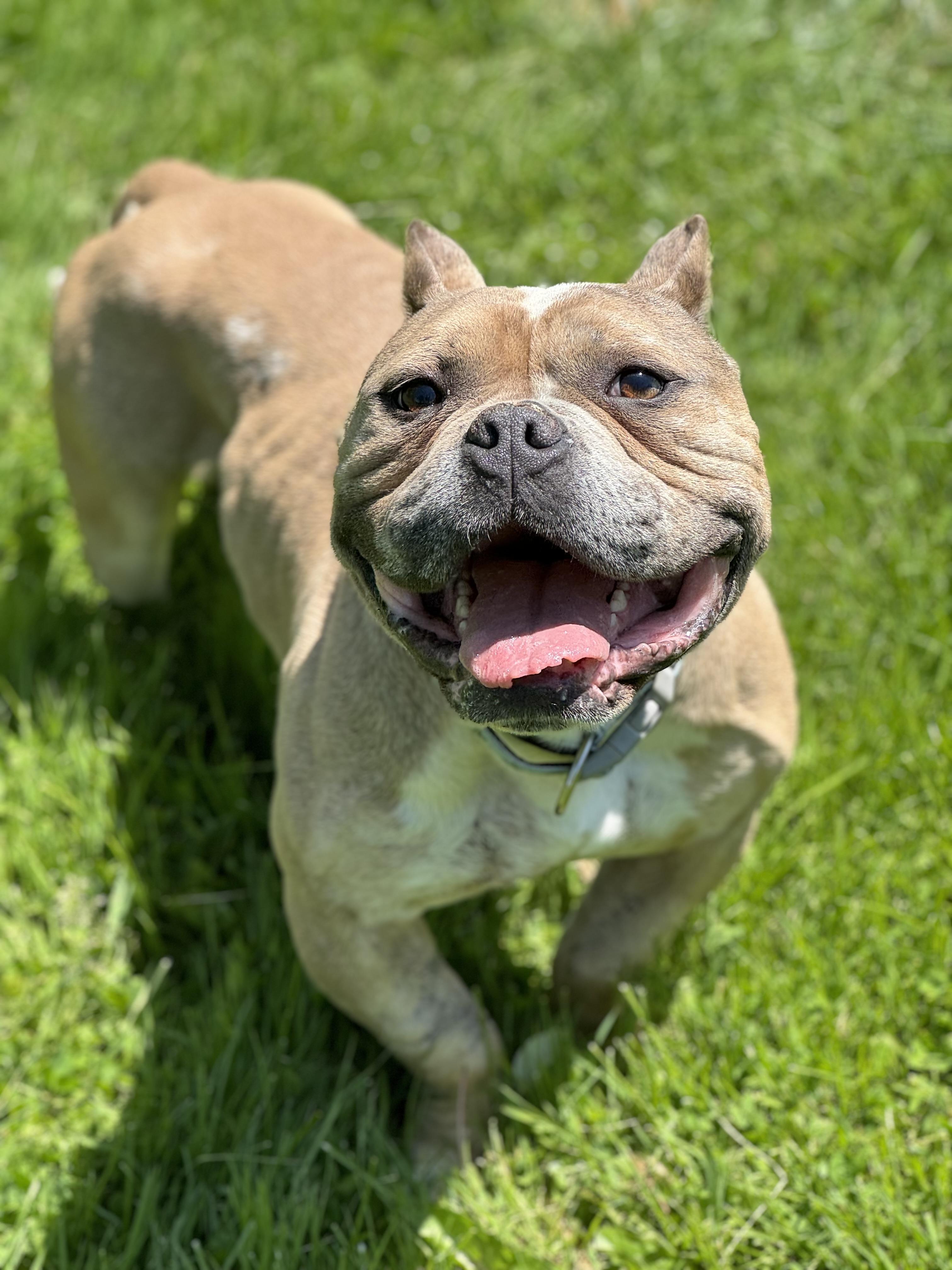 Enlarge Sal, a ADOPTABLE mixed breed in China Township, MI image 1/5