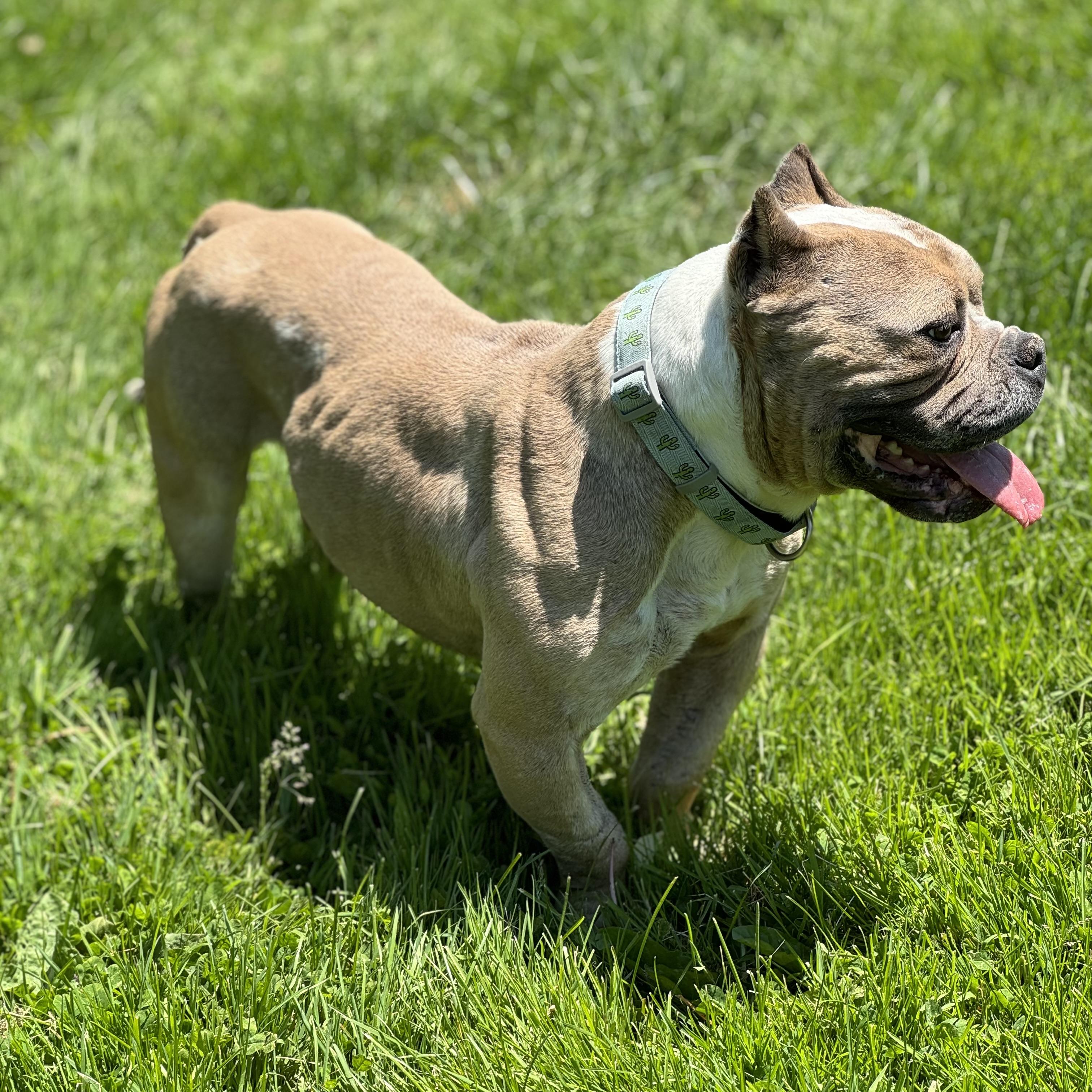 Enlarge Sal, a ADOPTABLE mixed breed in China Township, MI image 4/5