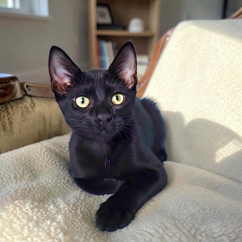 Enlarge Cute Meowy, an adoptable Domestic Short Hair in Boca Raton, FL image 1/4