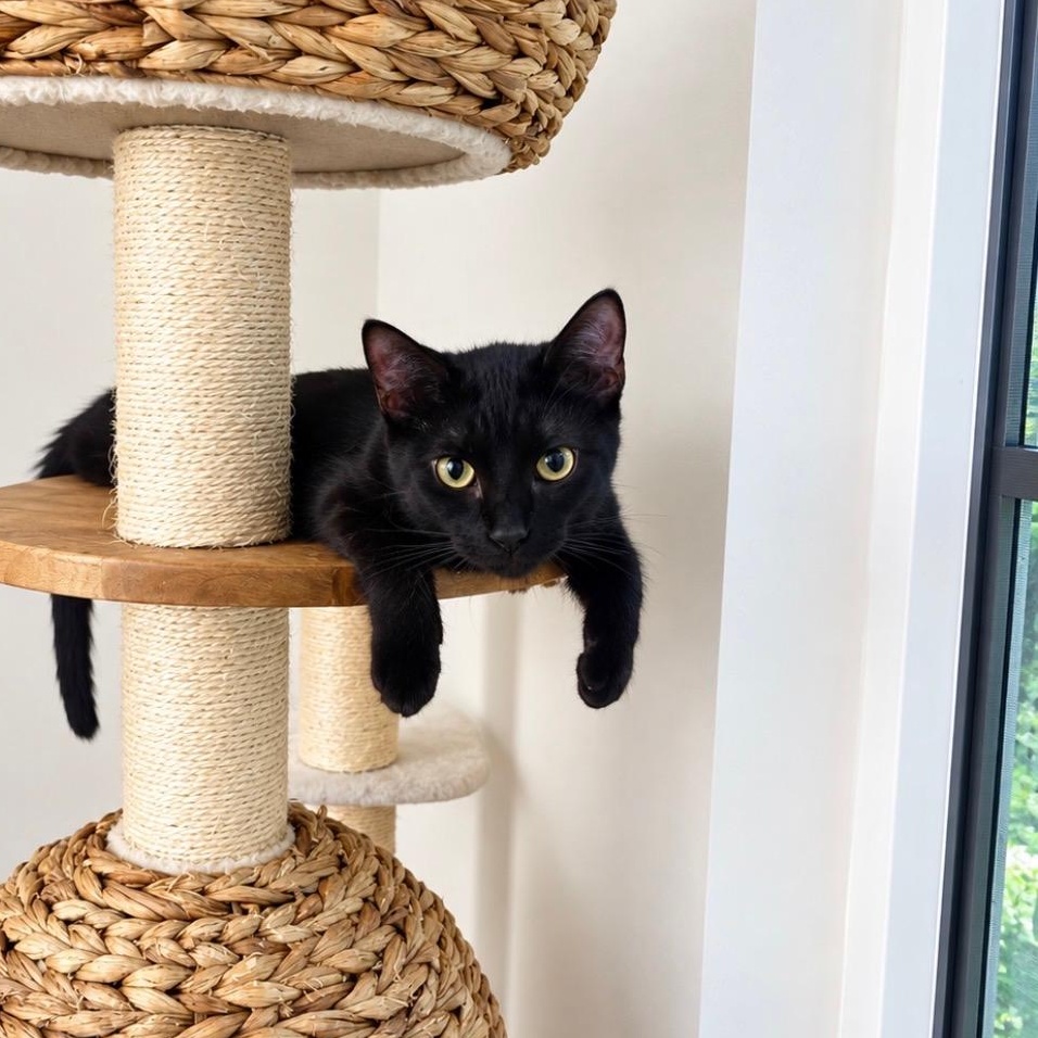 Enlarge Cute Meowy, a Adoptable Domestic Short Hair in Boca Raton, FL image 2/6