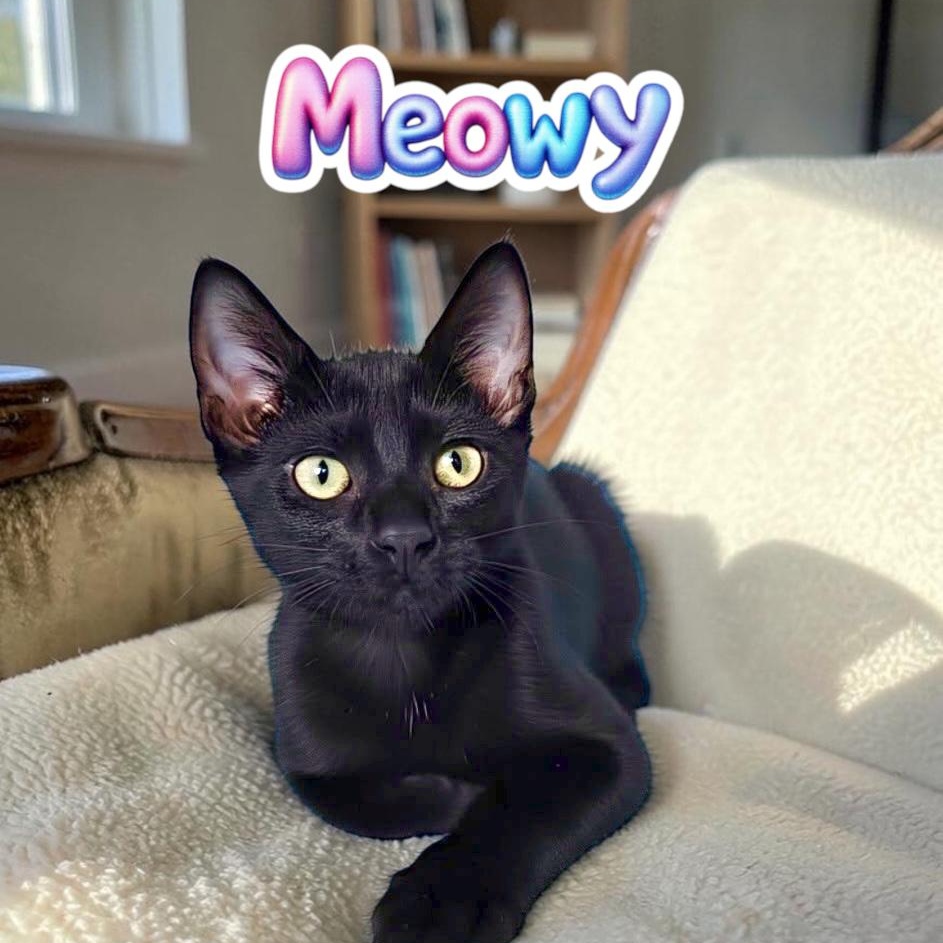 Cute Meowy, Adoptable, Kitten Male Domestic Short Hair.