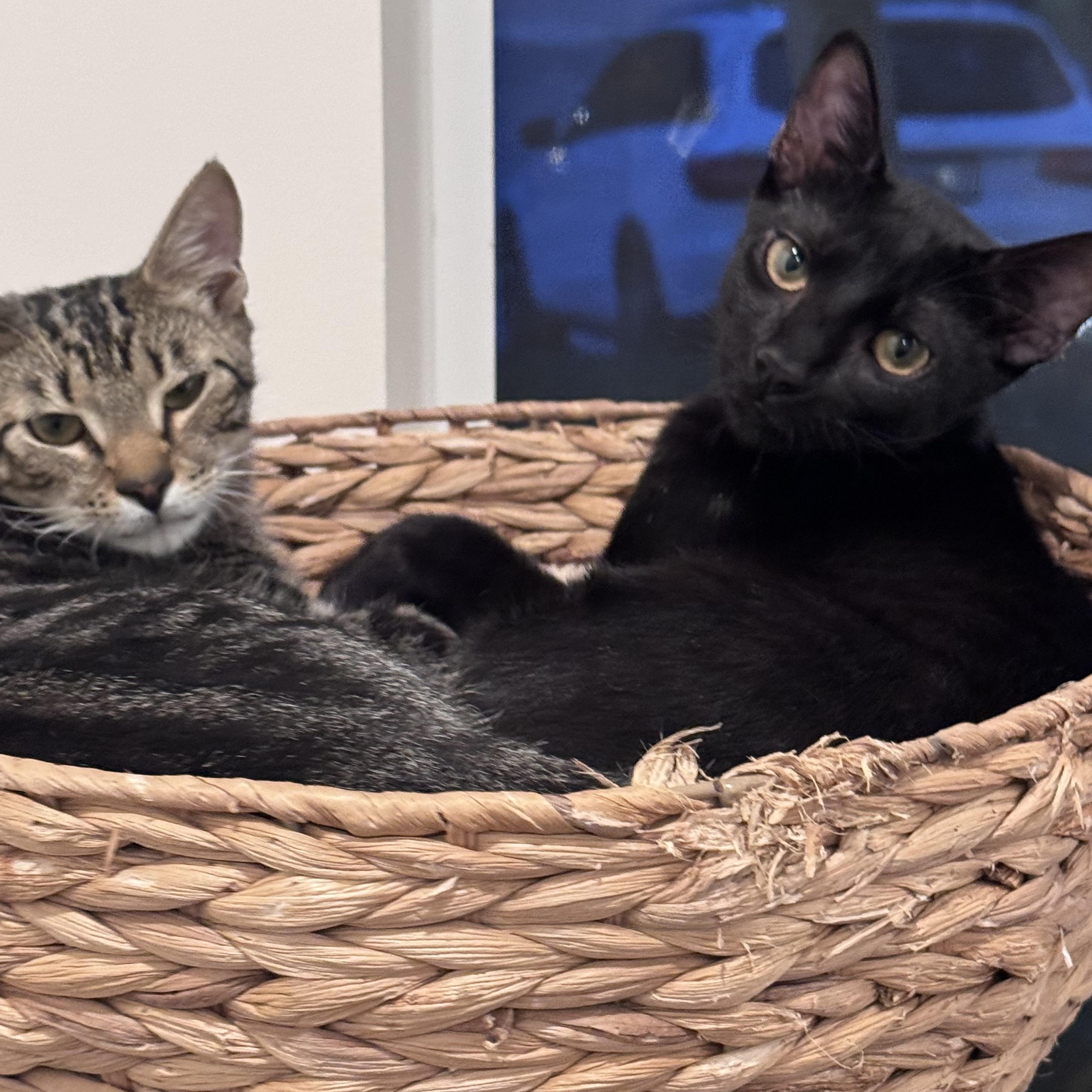 Enlarge Cute Meowy, a Adoptable Domestic Short Hair in Boca Raton, FL image 4/6