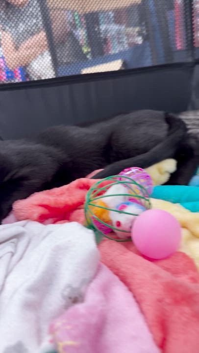 Enlarge Cute Meowy, an adoptable Domestic Short Hair in Boca Raton, FL video 3/4