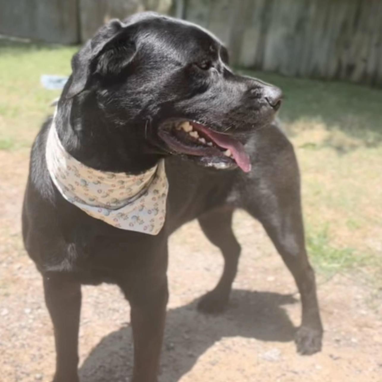 Coda — thumbnail 5