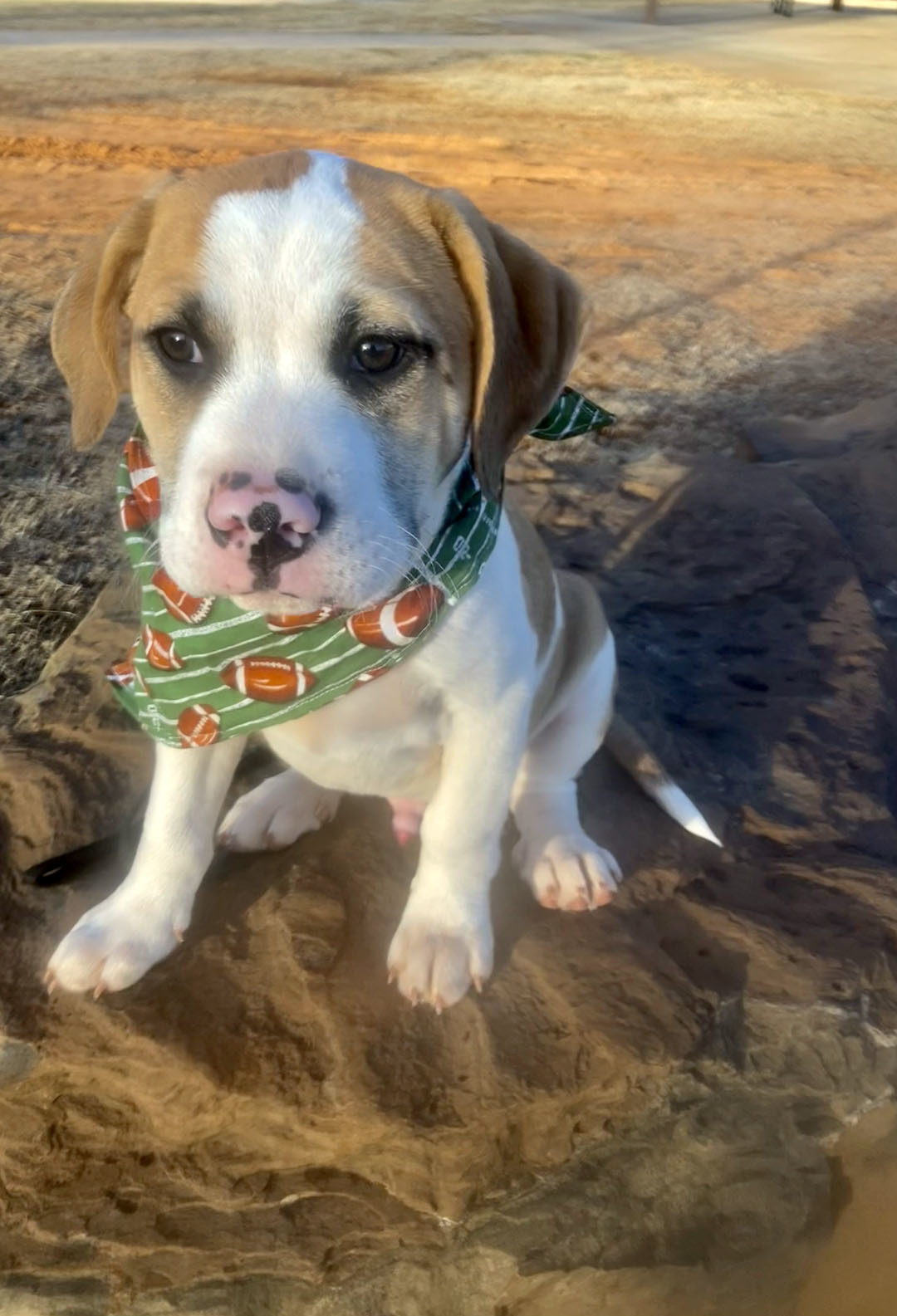 Grant, Adopted, Puppy Male English Pointer & Retriever.